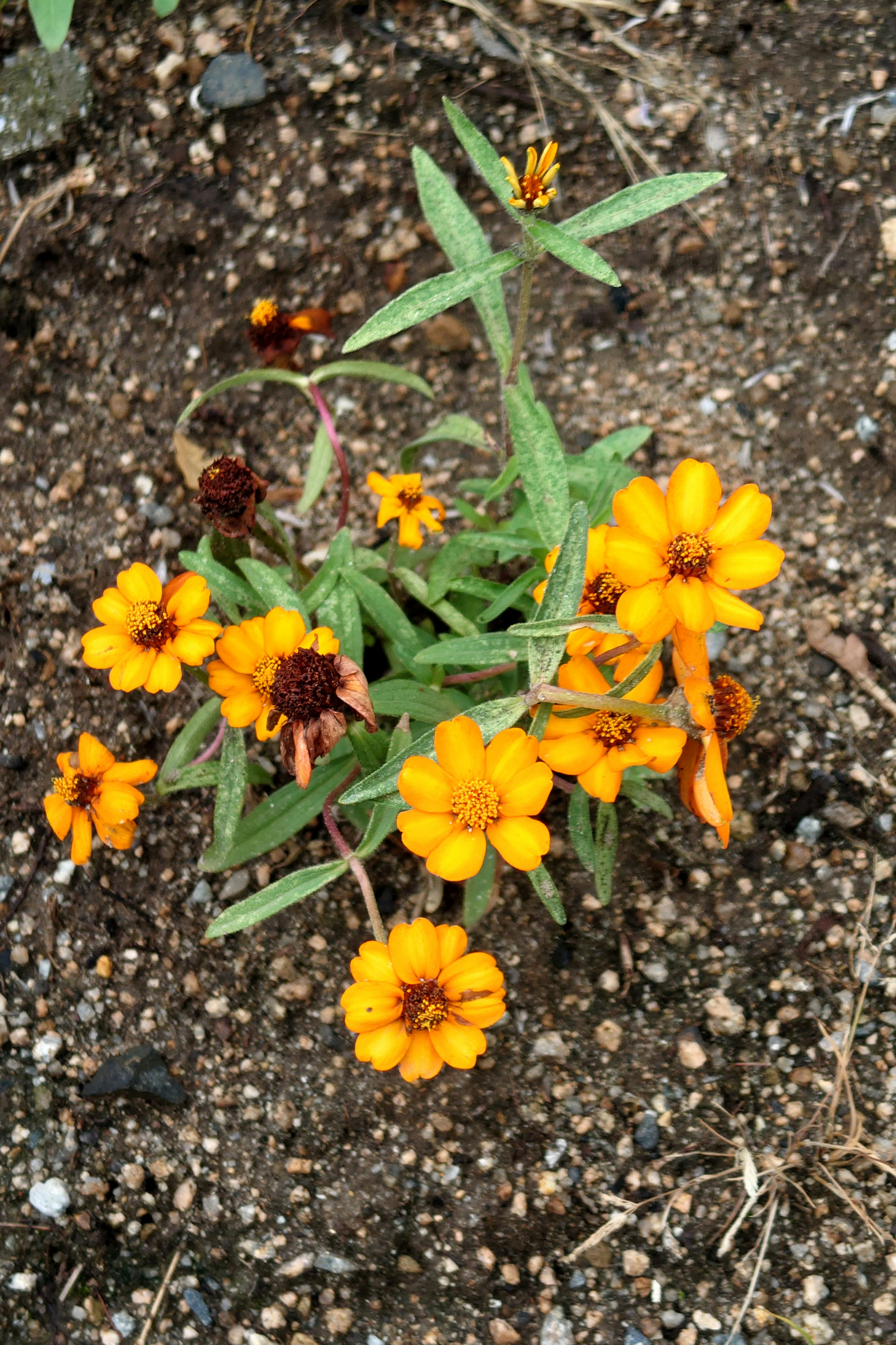 Vibrant orange flowers with green leaves emerging from the soil