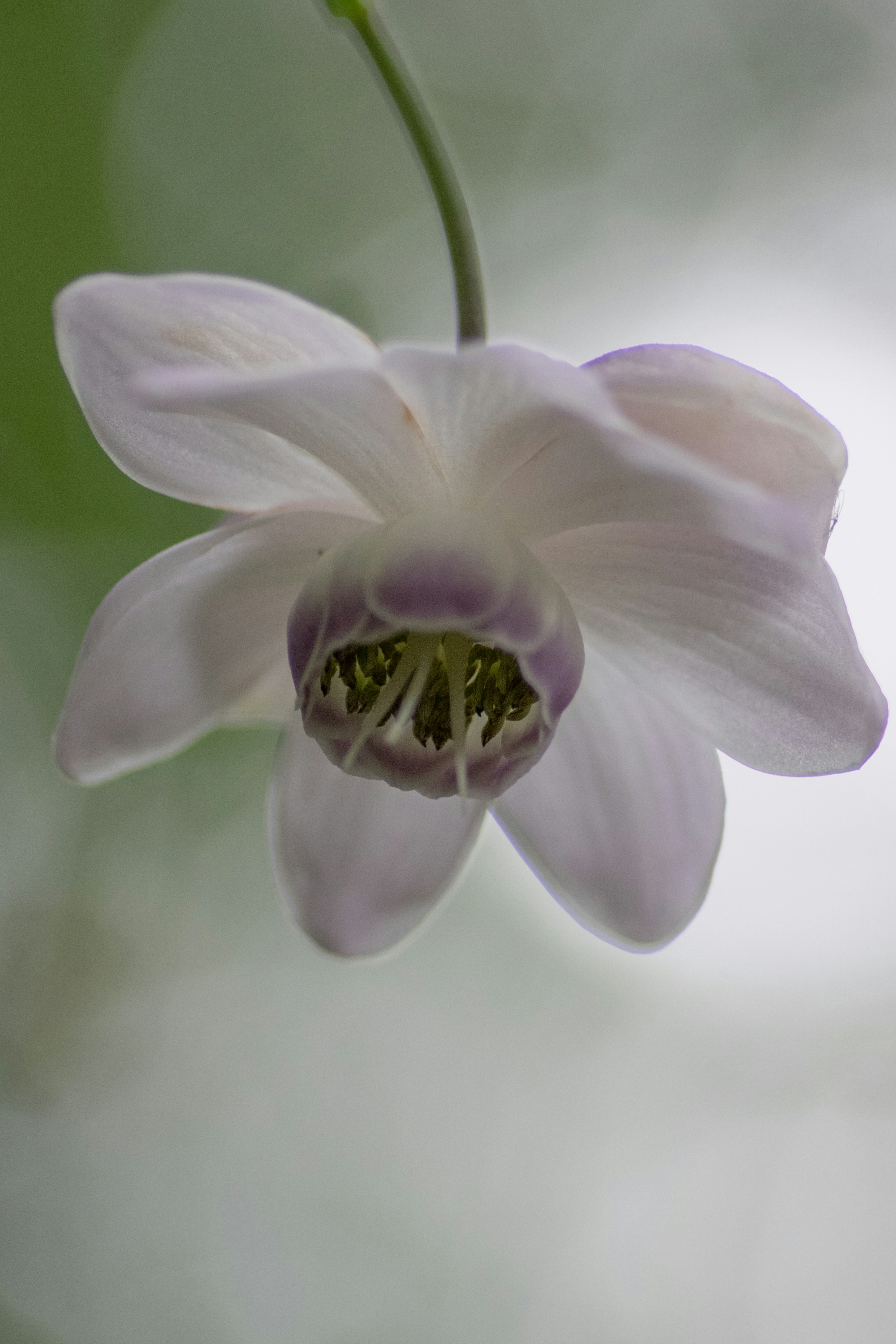 Eine zarte weiße Blume blüht anmutig im sanften Licht