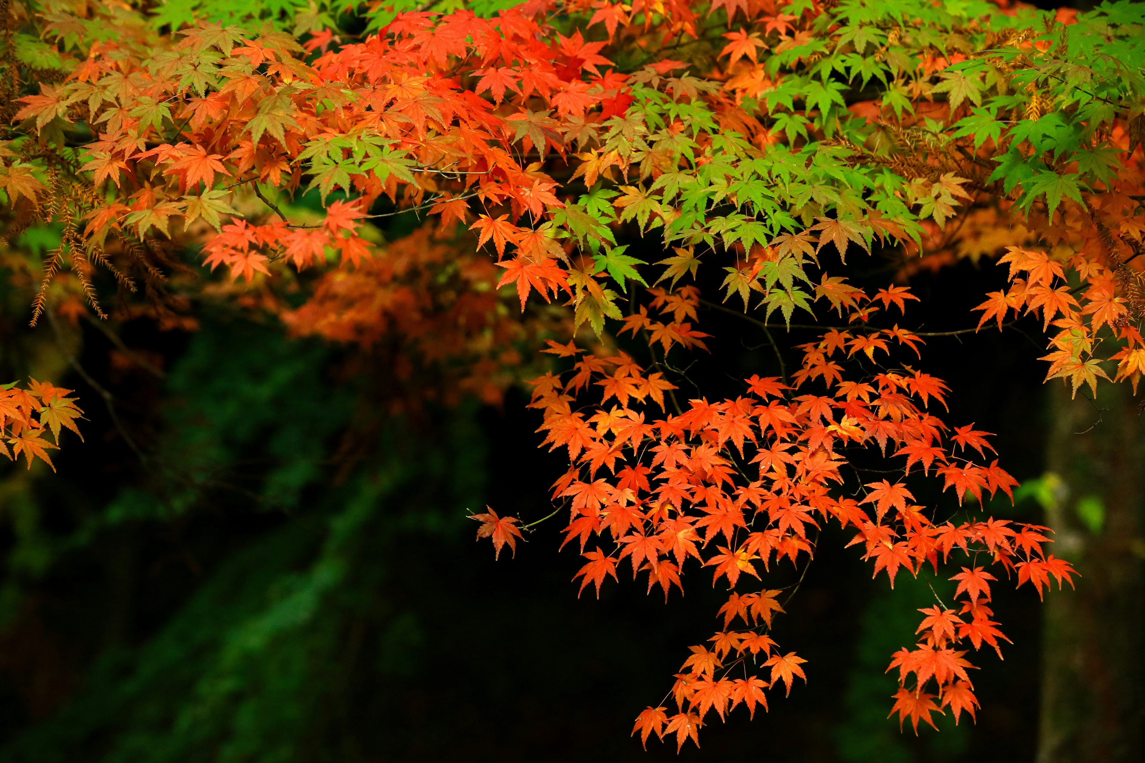 Daun maple merah dan hijau cerah yang kontras dengan latar belakang gelap