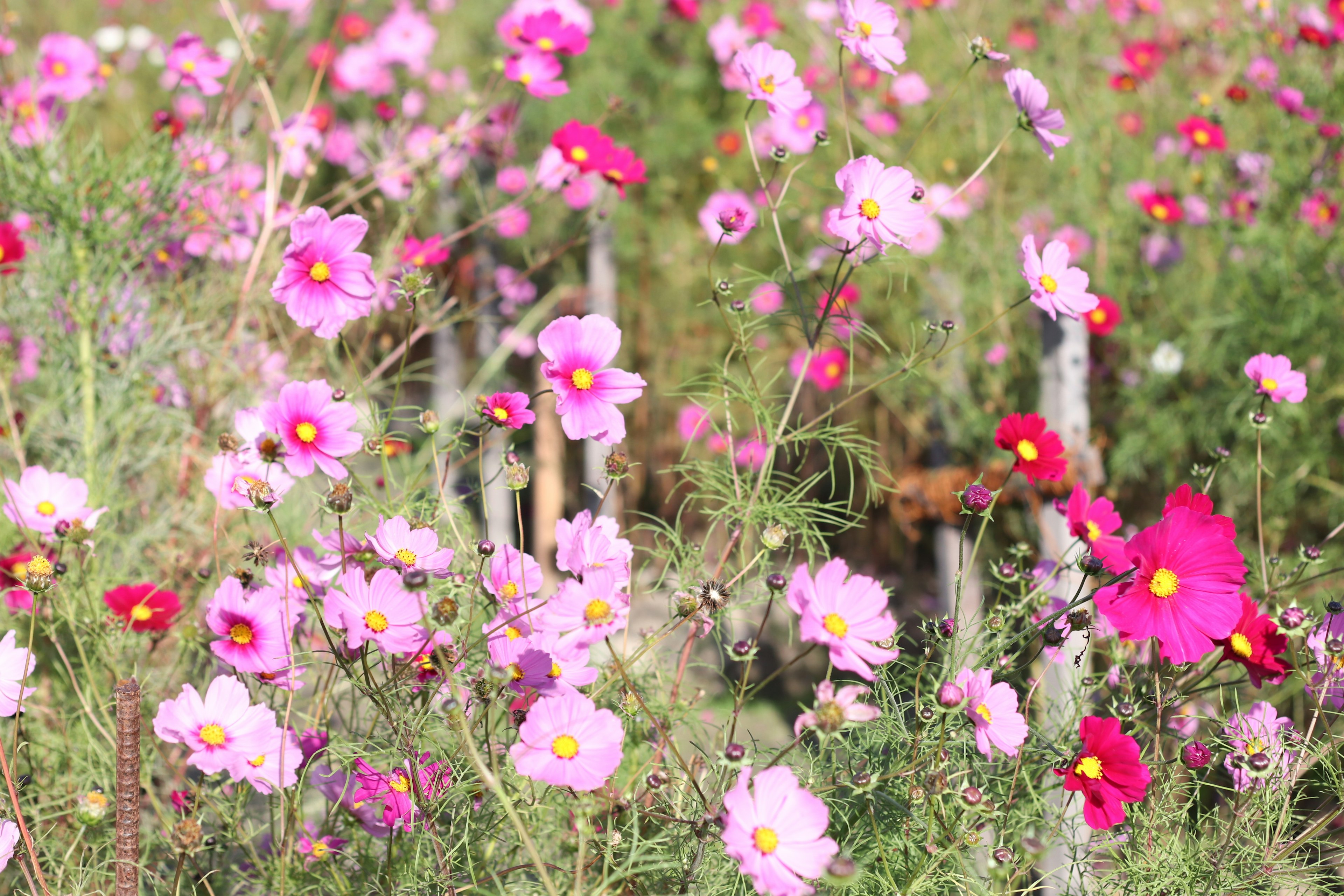 一片色彩斑斓的 cosmos 花田，盛开着各种粉色和红色的花朵