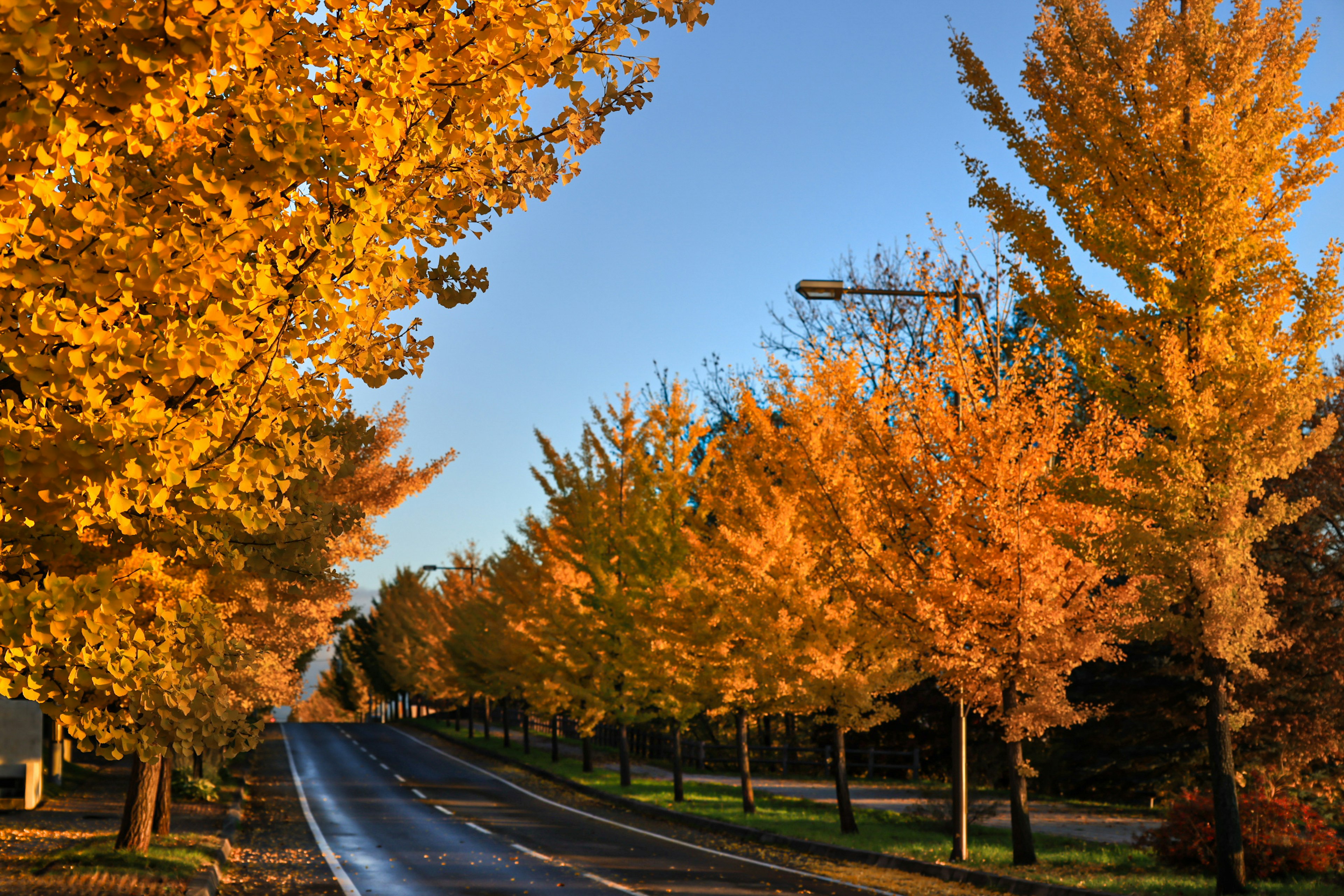 Vue pittoresque d'une route bordée d'arbres d'automne vibrants