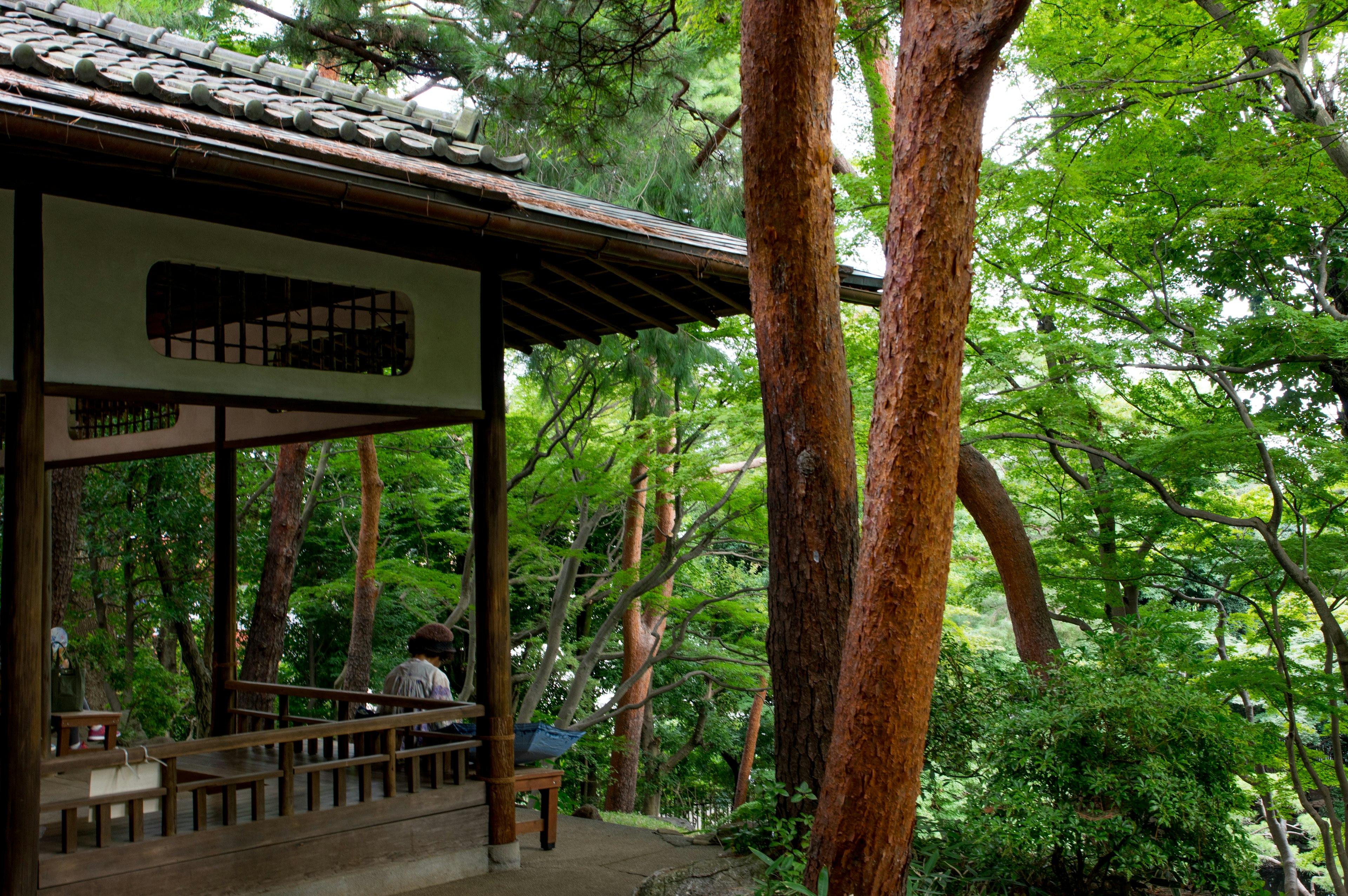 Bangunan tradisional Jepang di hutan yang tenang dengan pohon hijau subur