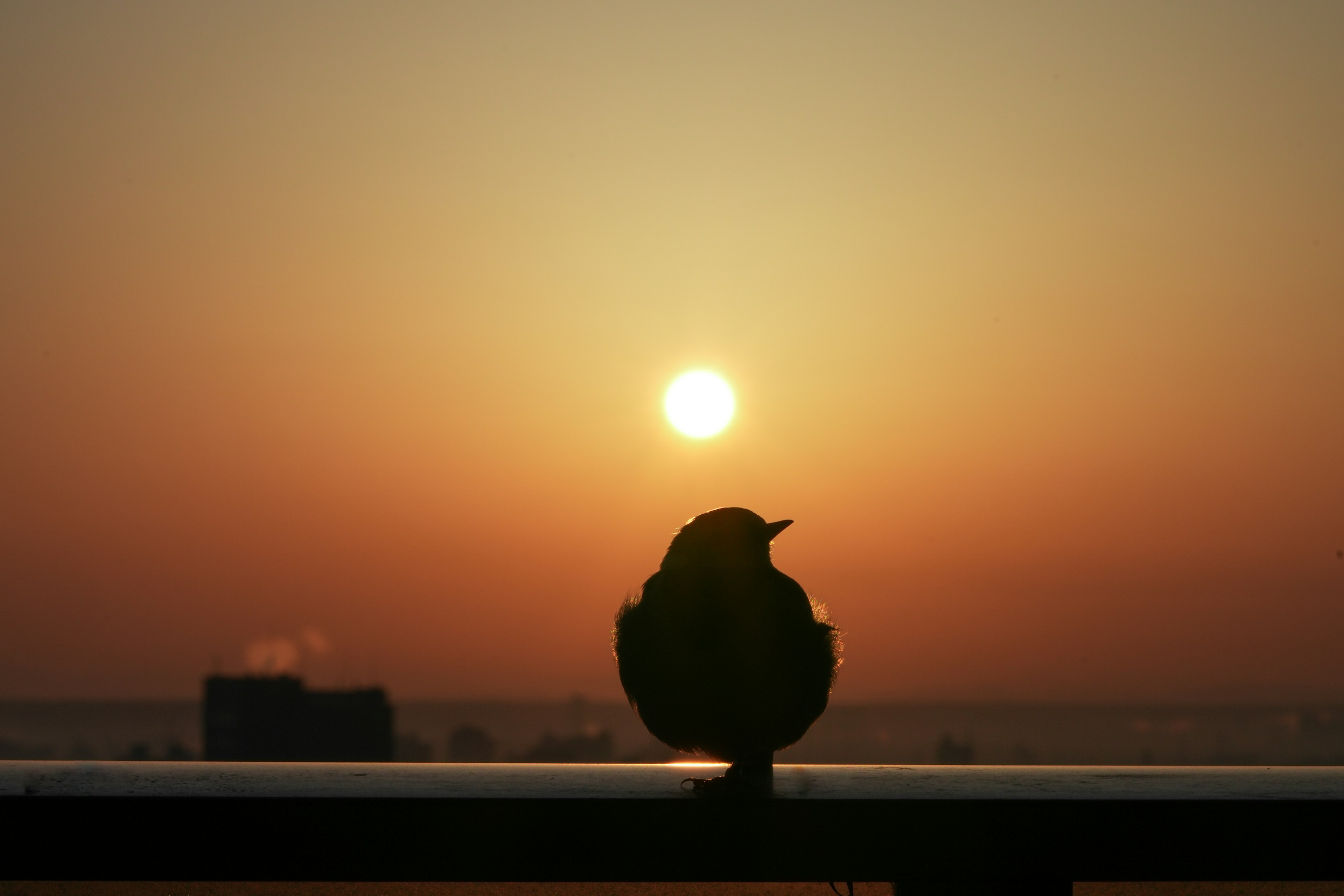 Silhouette di un uccello contro un tramonto