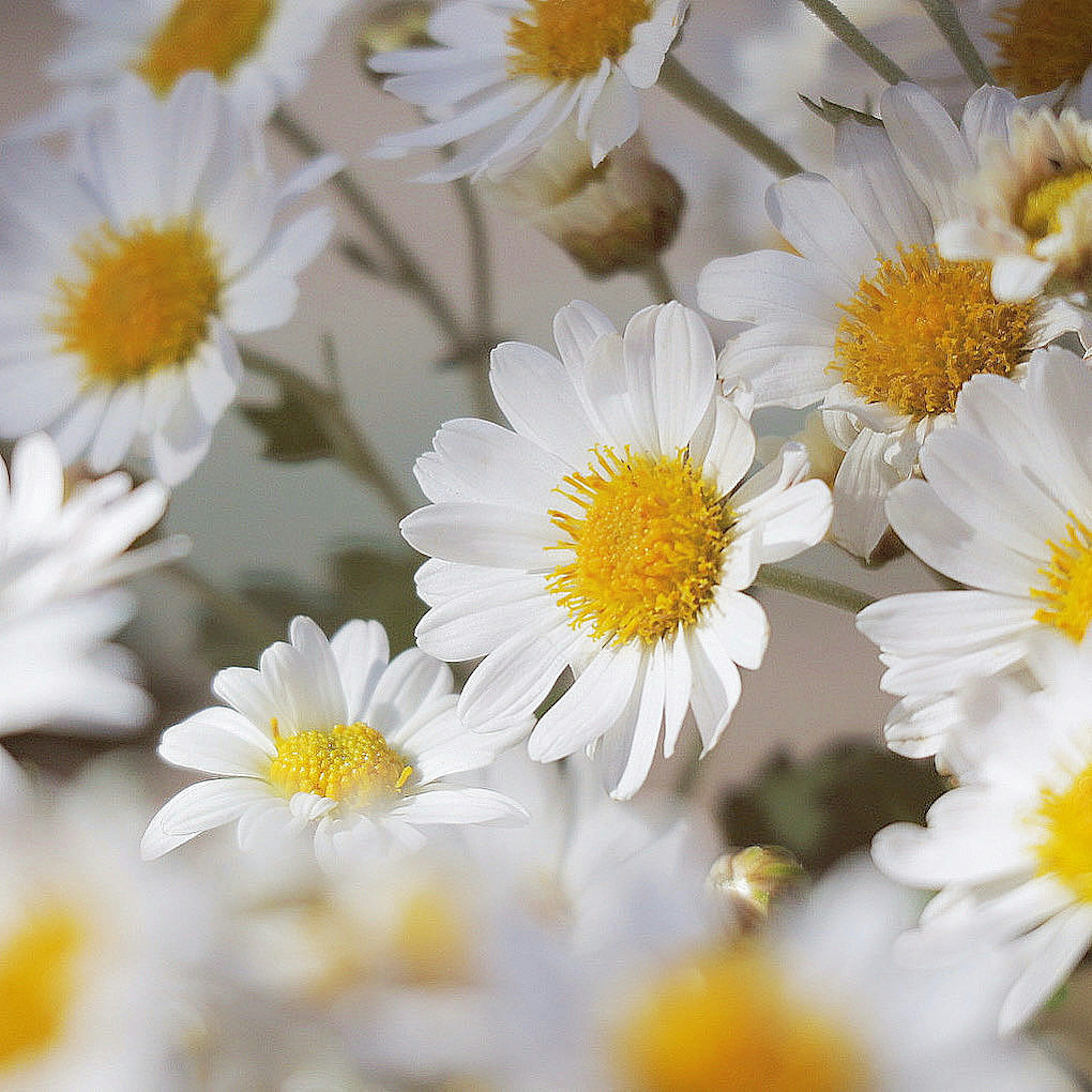 Sekuntum bunga daisy dengan kelopak putih dan pusat kuning