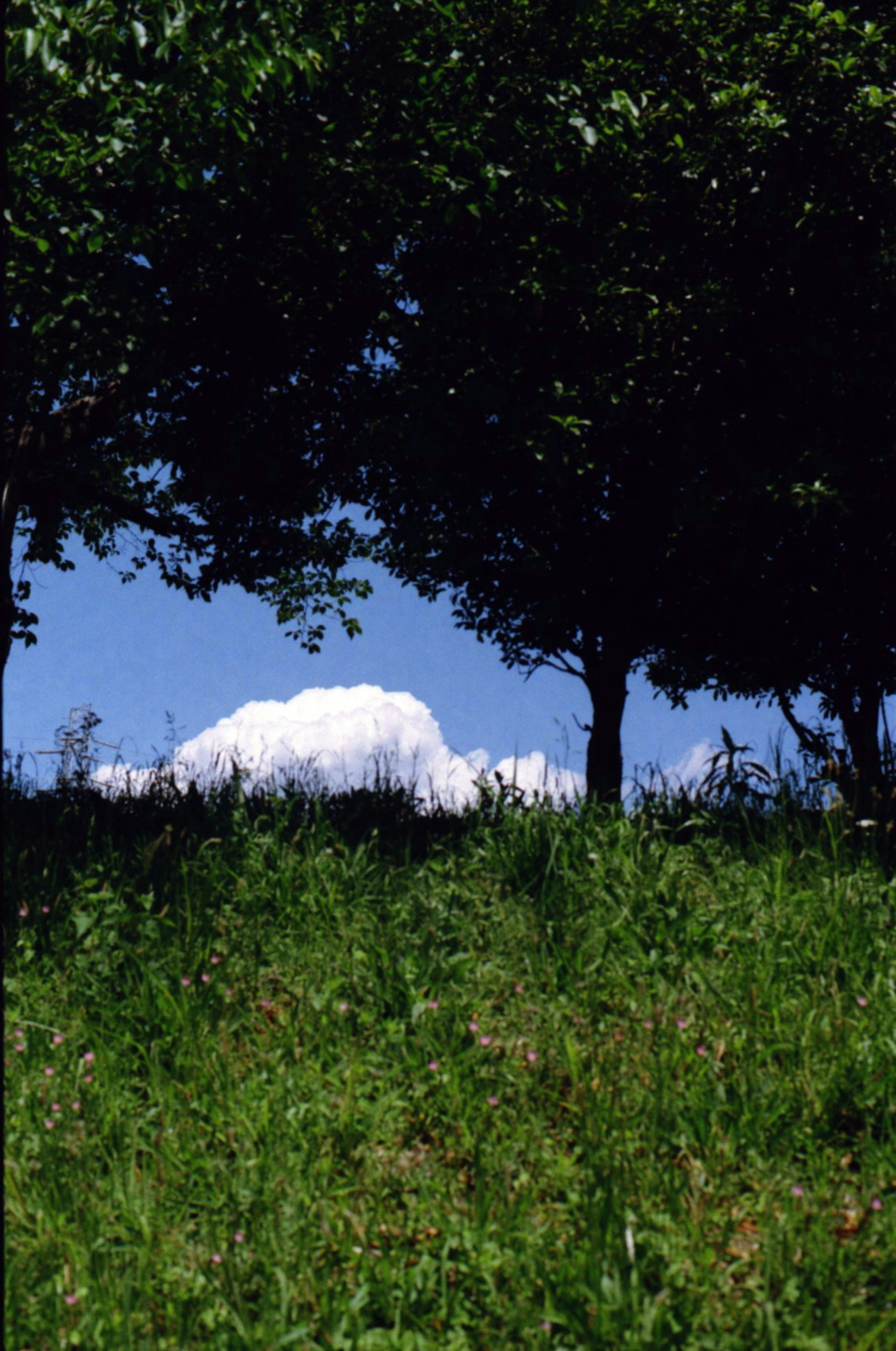 Nuage blanc visible entre les arbres sous un ciel bleu et de l'herbe verte