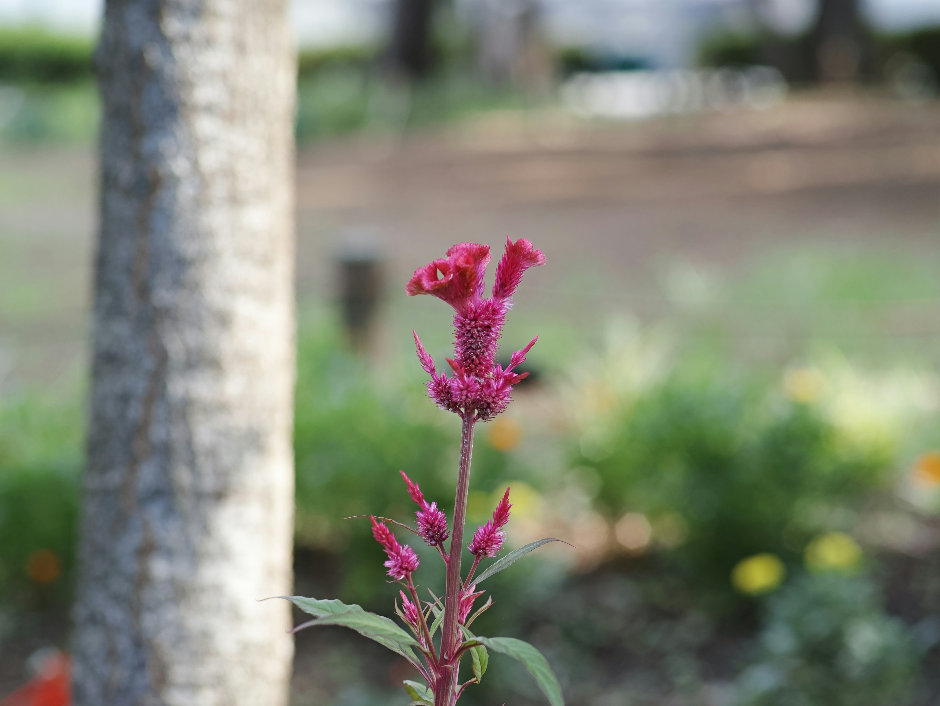 Lebendige rosa Blume blüht in einem Park mit einem Baumstamm