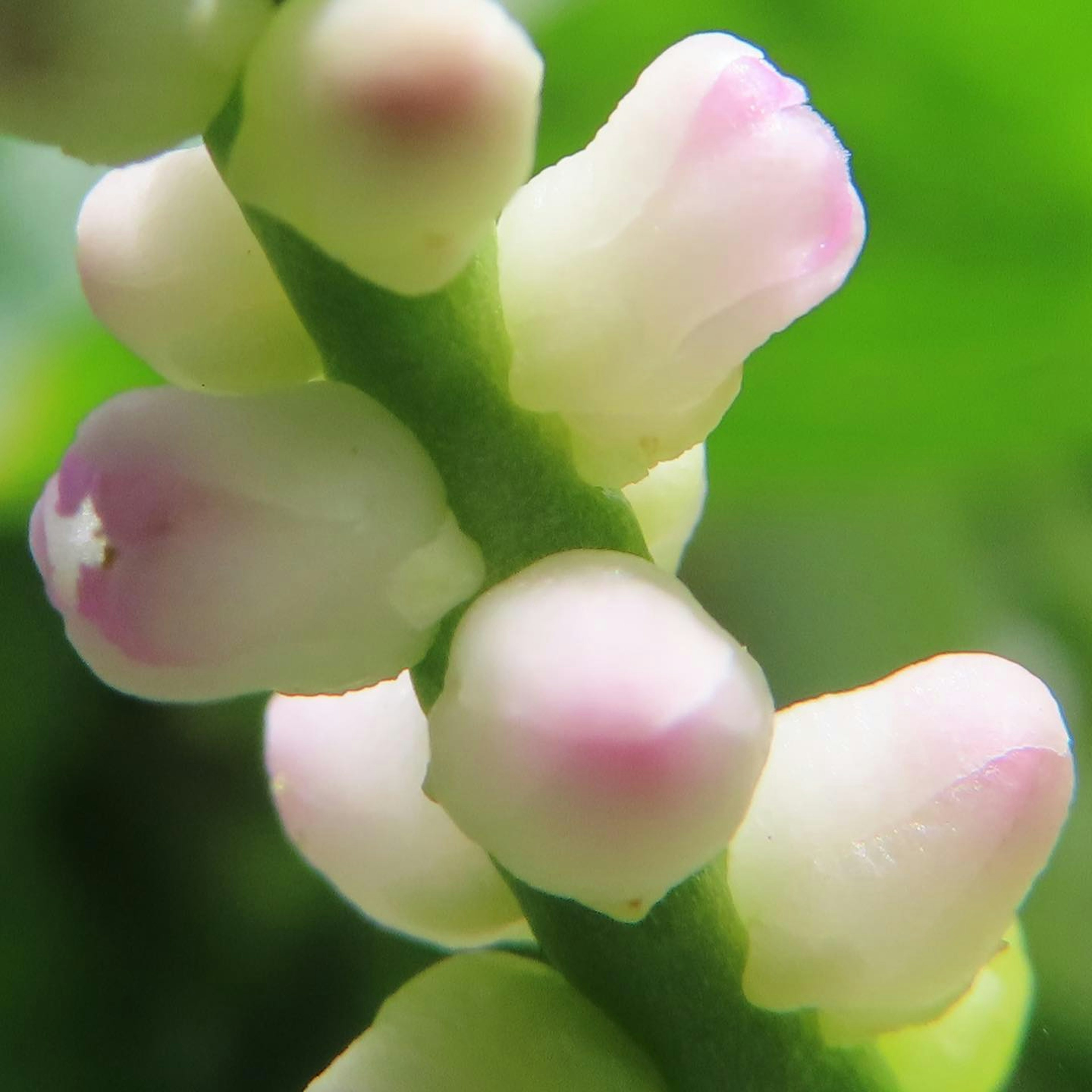 Nahaufnahme einer Pflanze mit rosa Knospen vor grünem Hintergrund