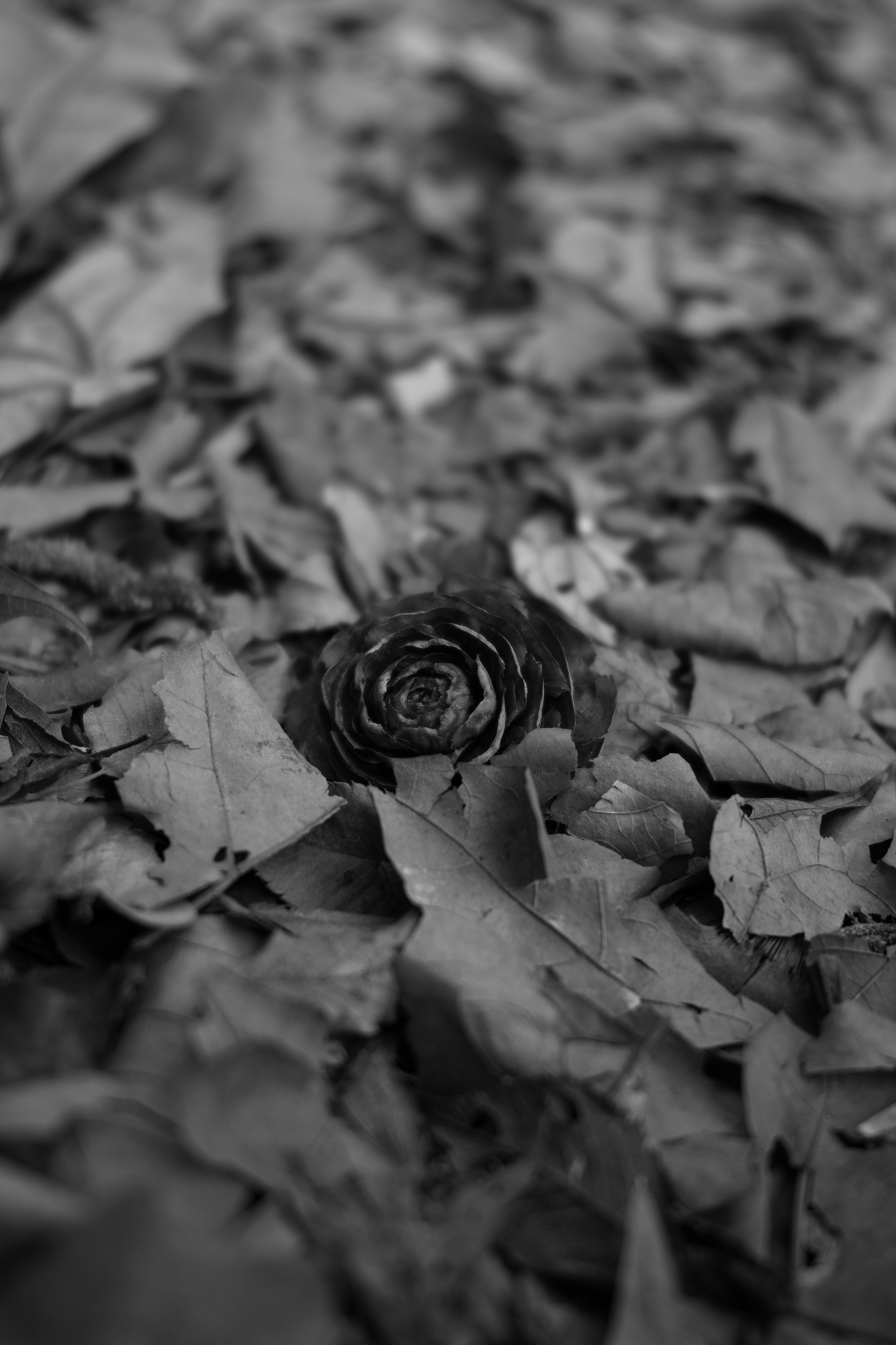 Schwarze Rosenblüte umgeben von gefallenen Blättern