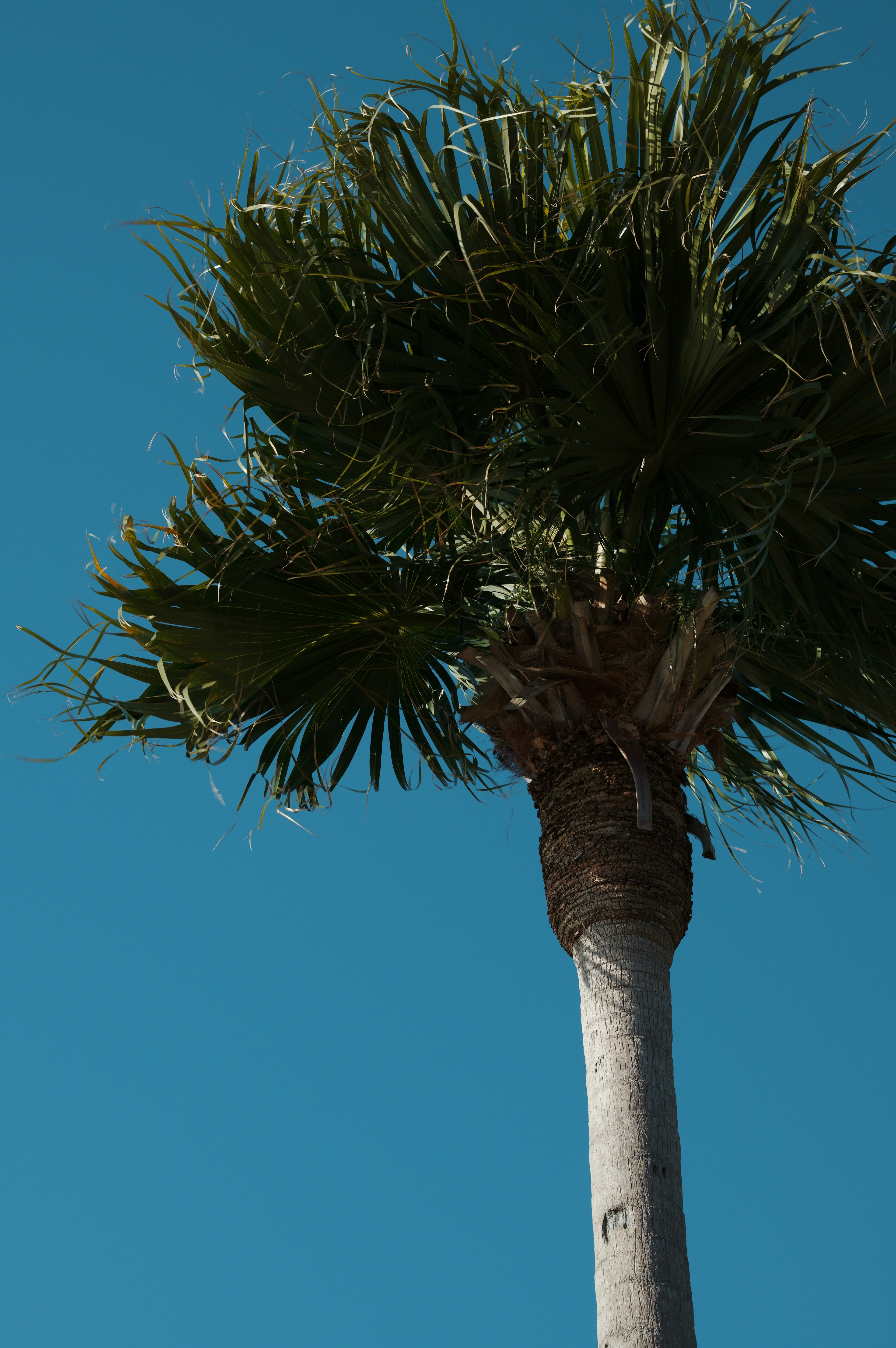 Grand palmier sous un ciel bleu clair