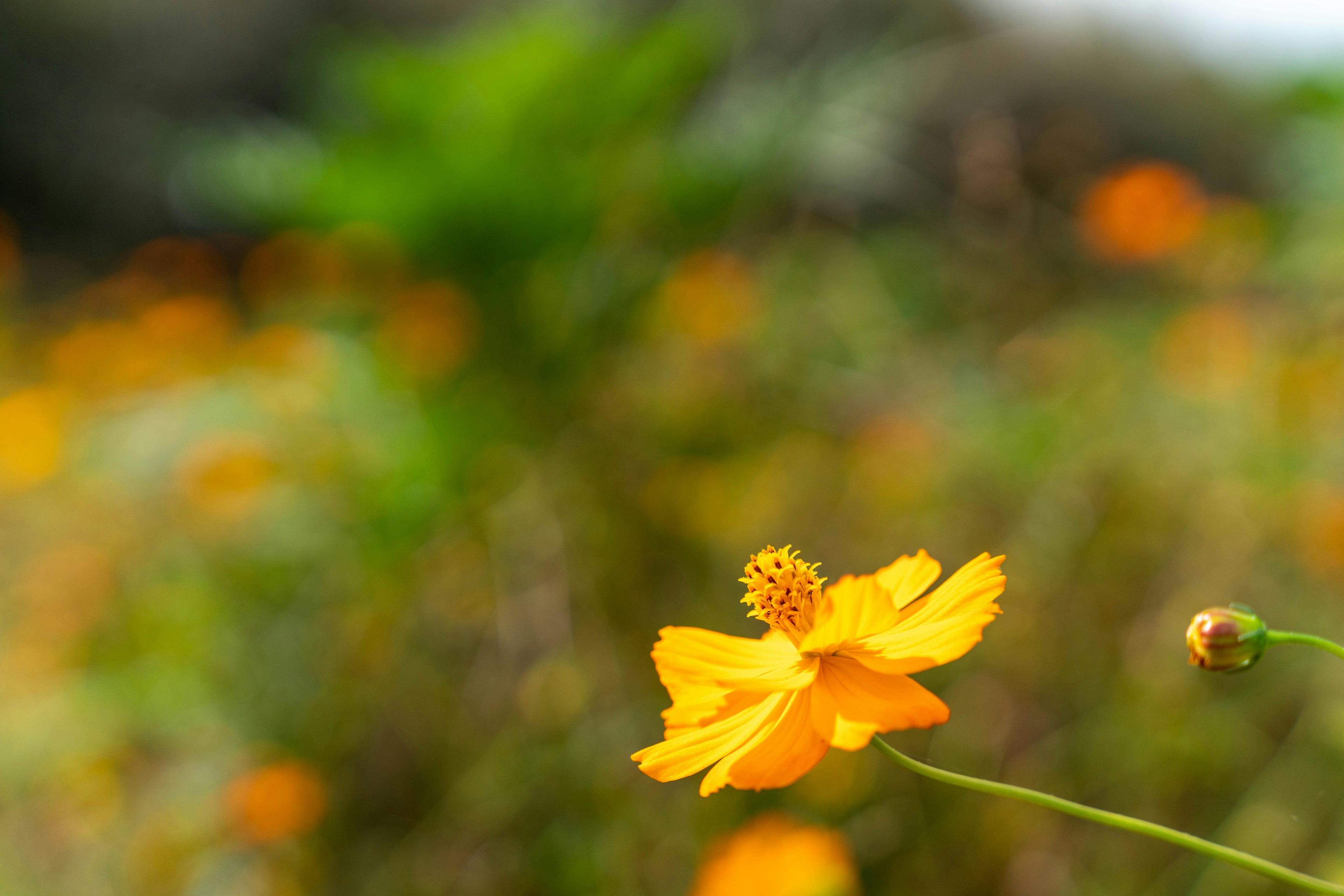 Un fiore arancione vibrante in primo piano con foglie verdi sfocate e altri fiori sullo sfondo