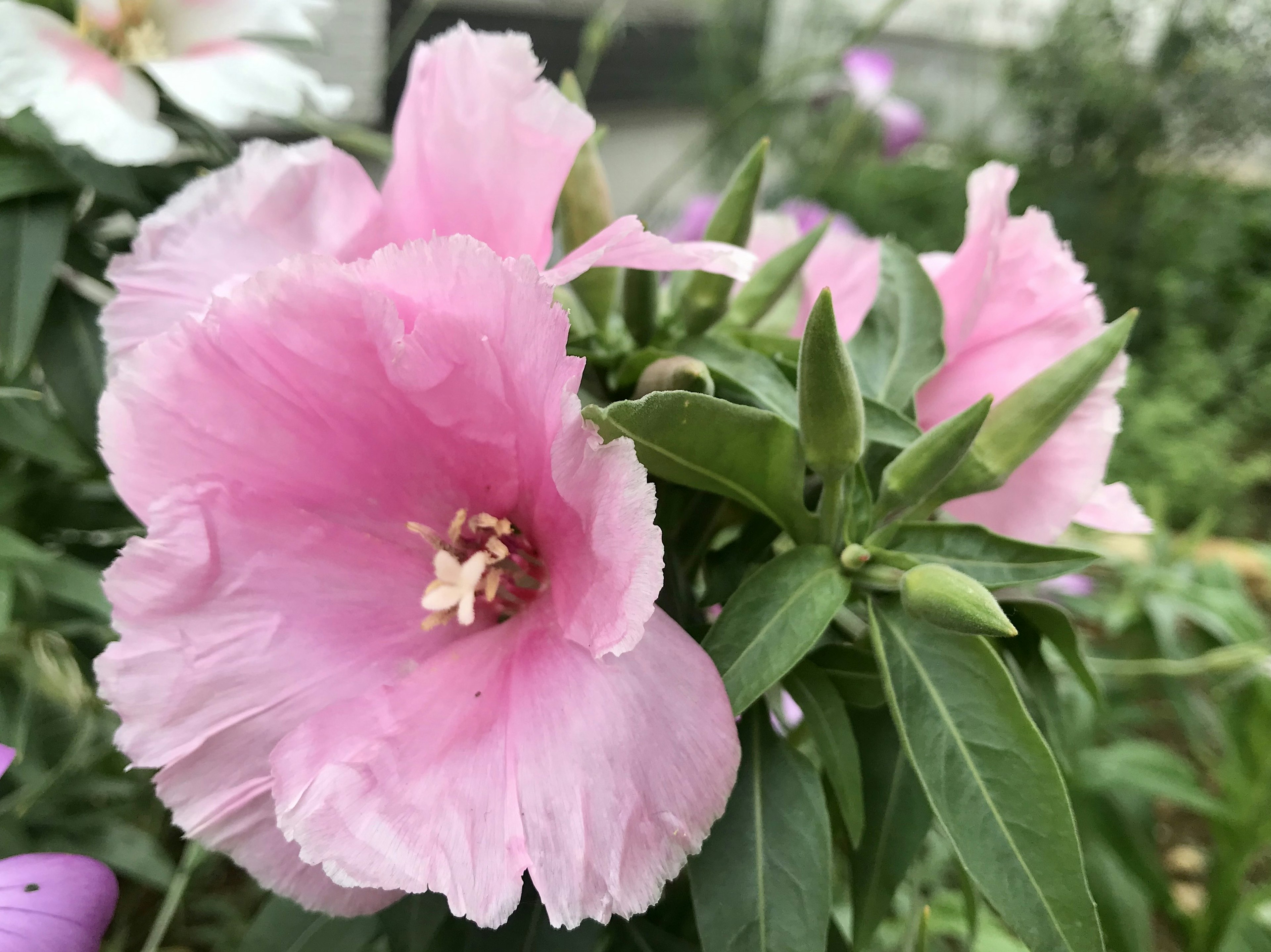 Un fiore di ibisco in fiore con petali rosa