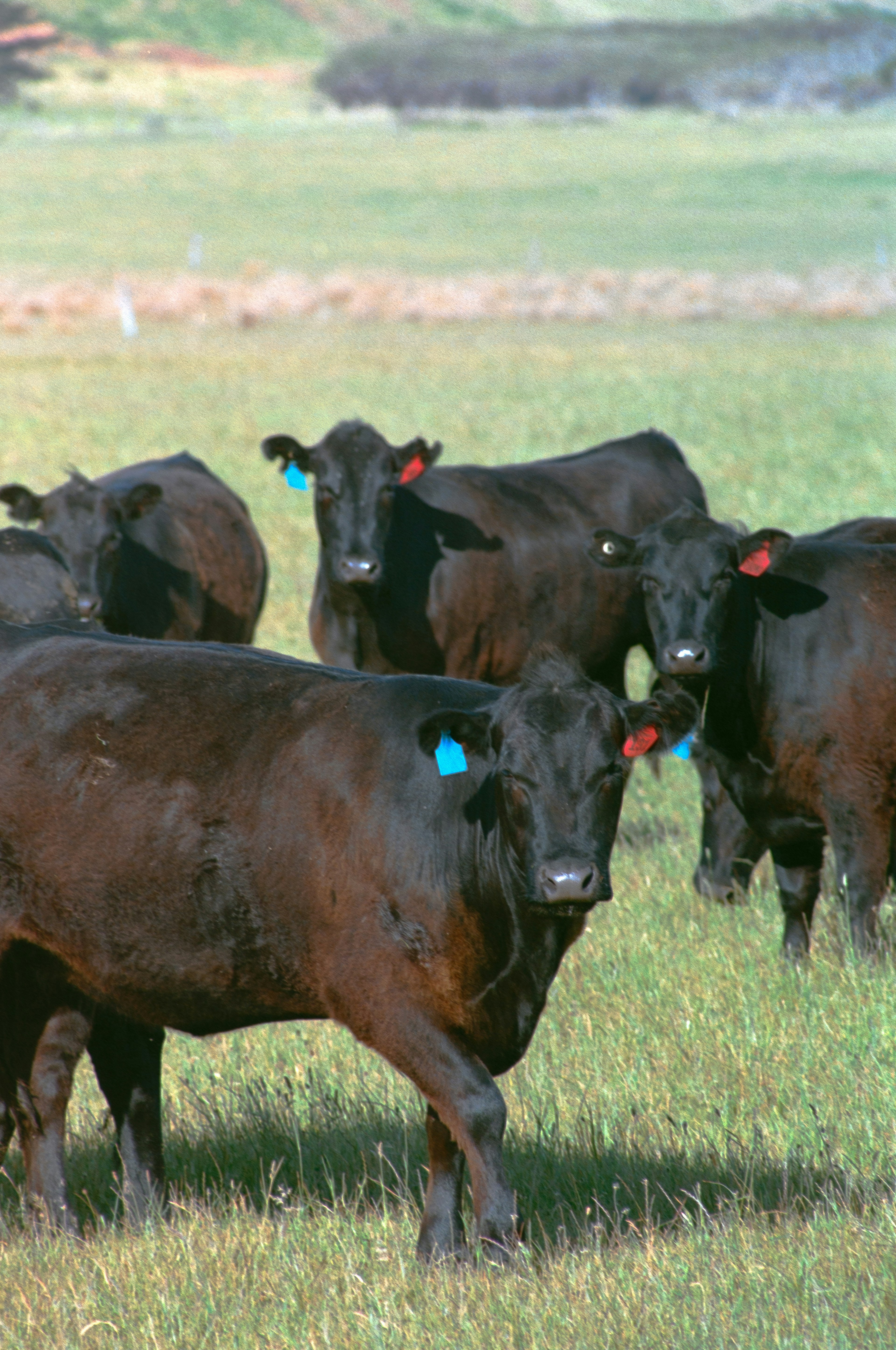 A group of black cows in a grassy field with blue and red ear tags