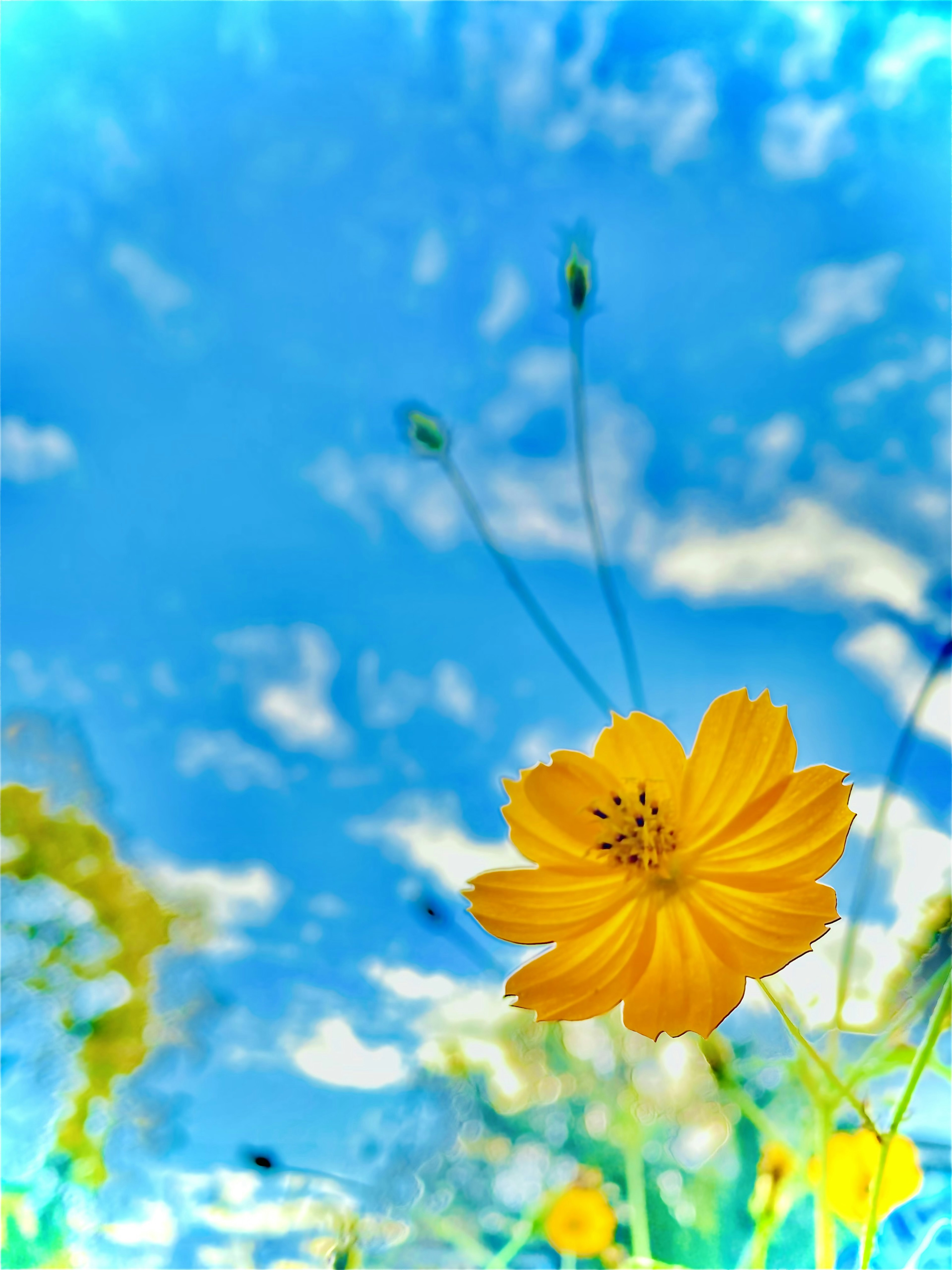 Close-up of a yellow flower blooming under a blue sky