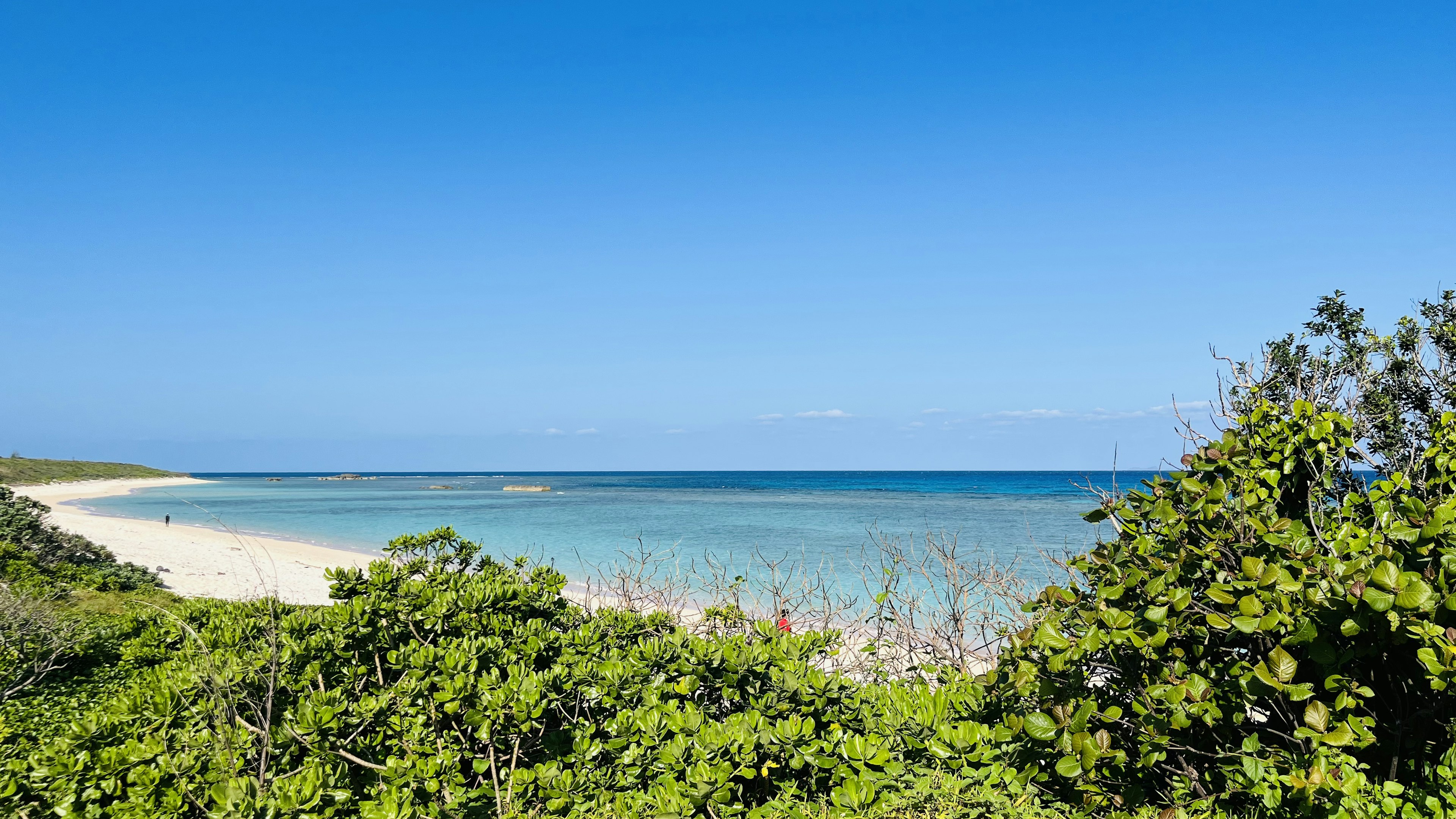 Vista panoramica di una spiaggia con cielo blu chiaro e vegetazione verde in primo piano