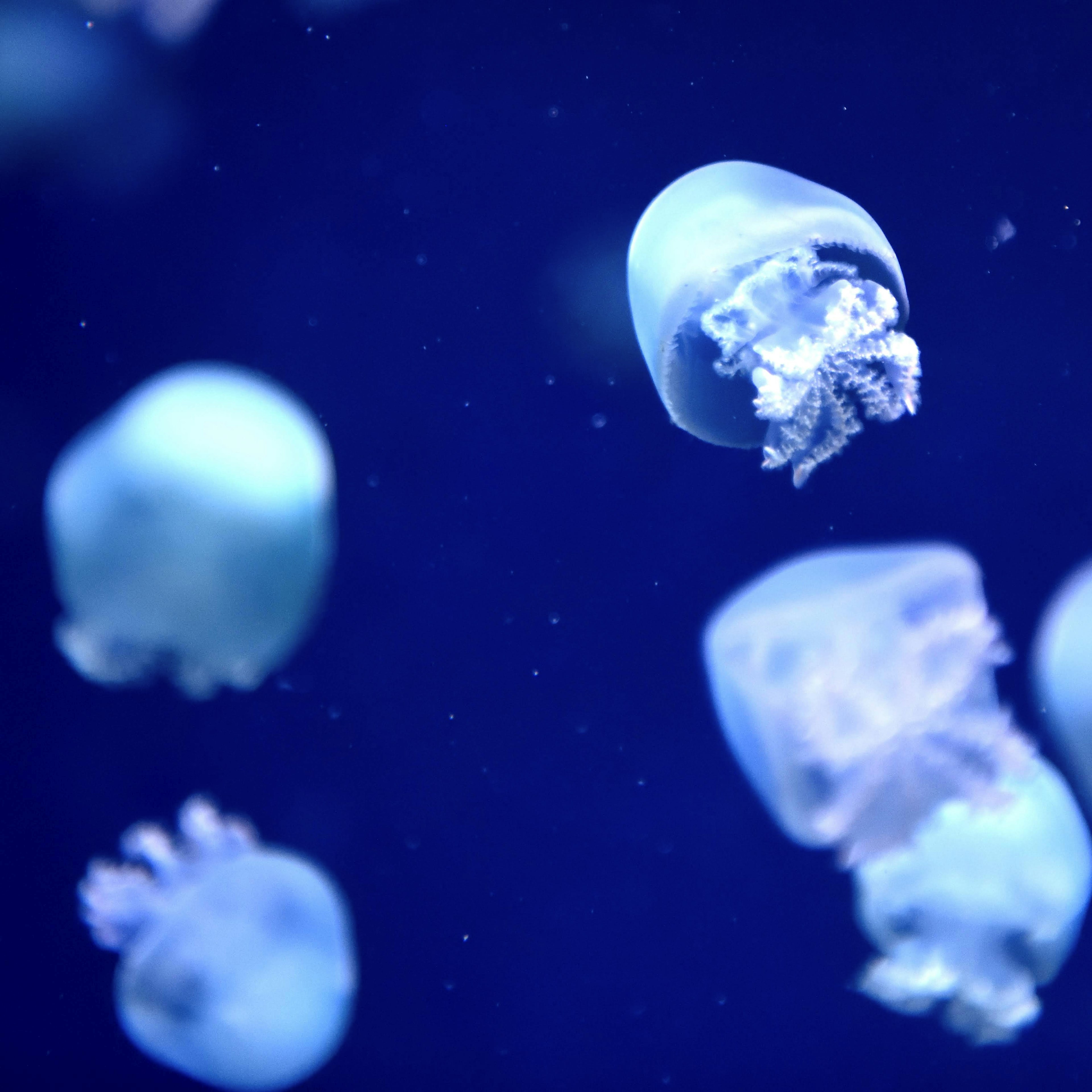 Un grupo de medusas flotando en un fondo azul