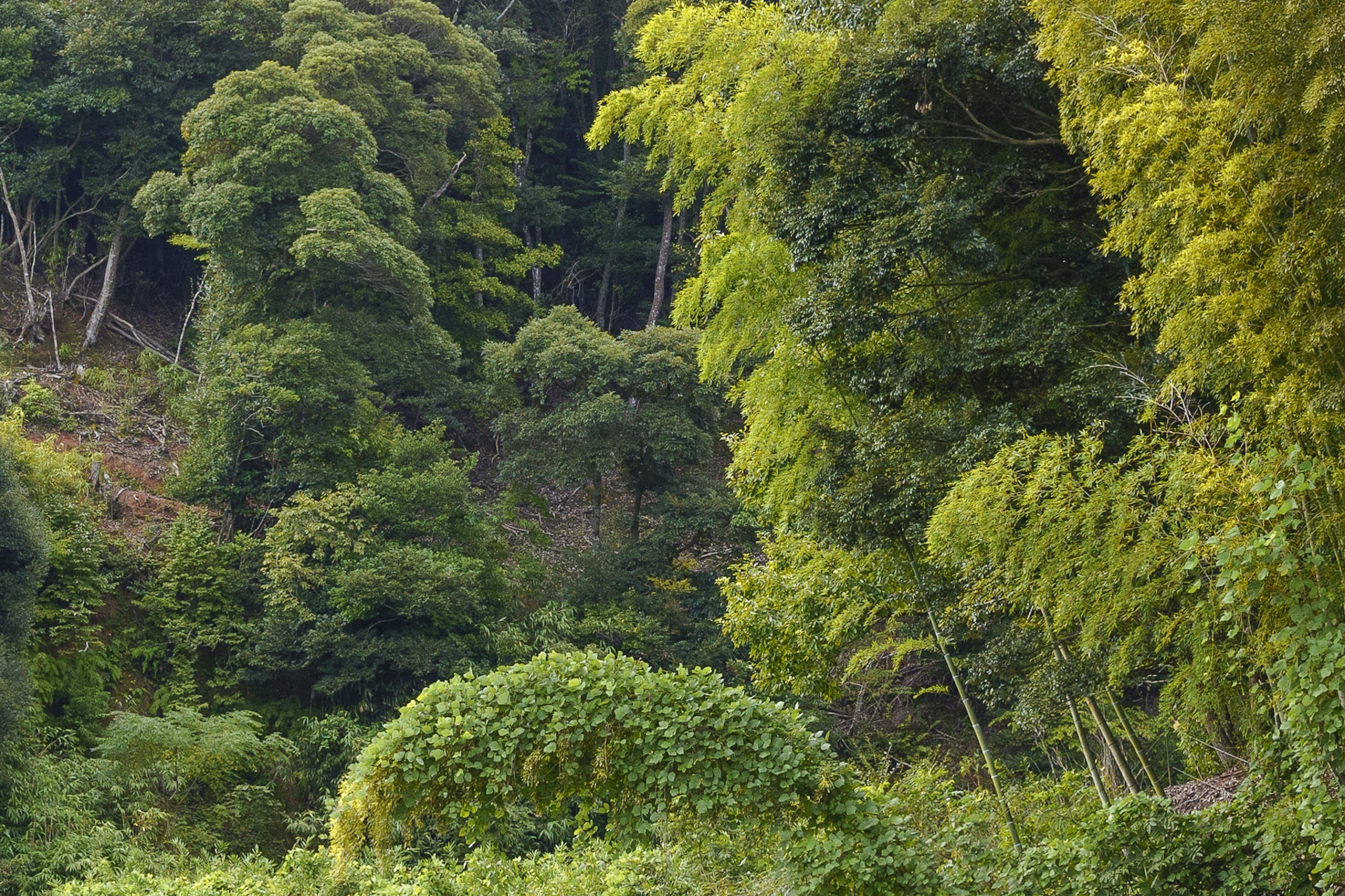 Paisaje forestal exuberante con árboles altos y densa vegetación