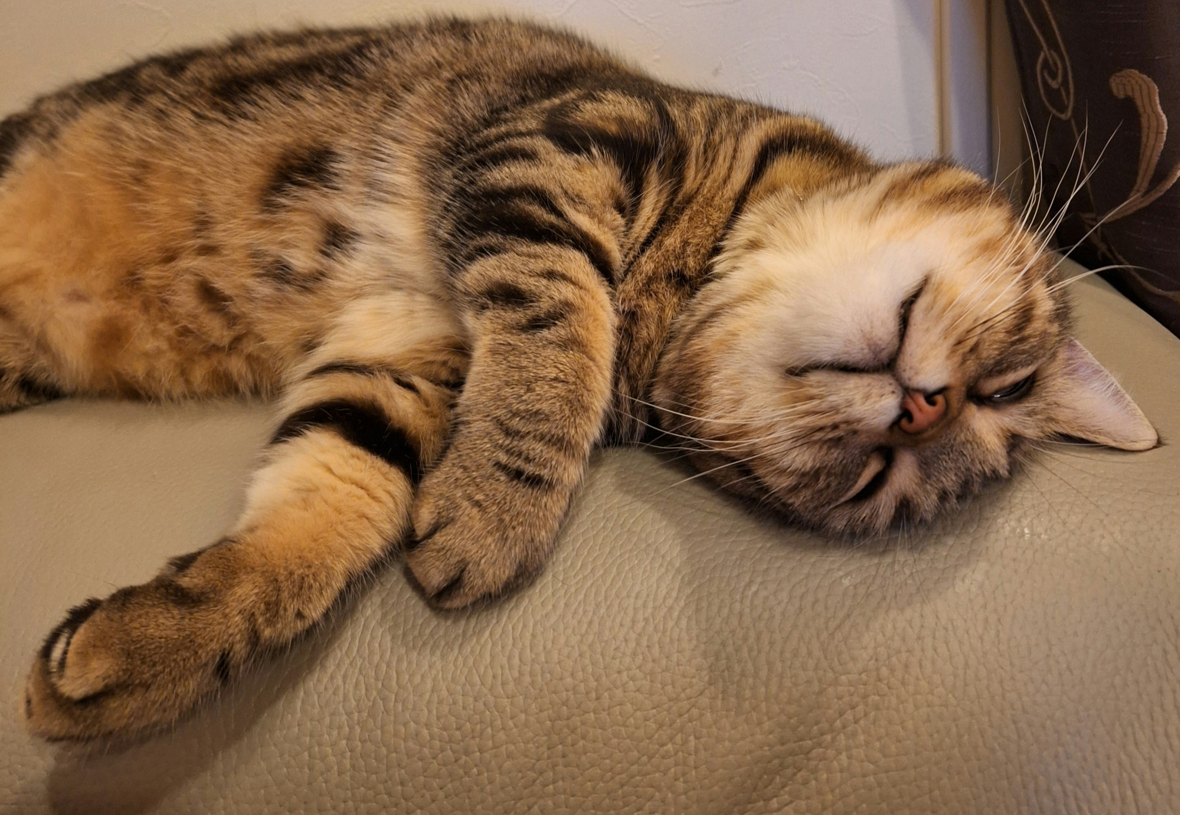 Mèo tabby dễ thương đang ngủ trên ghế sofa