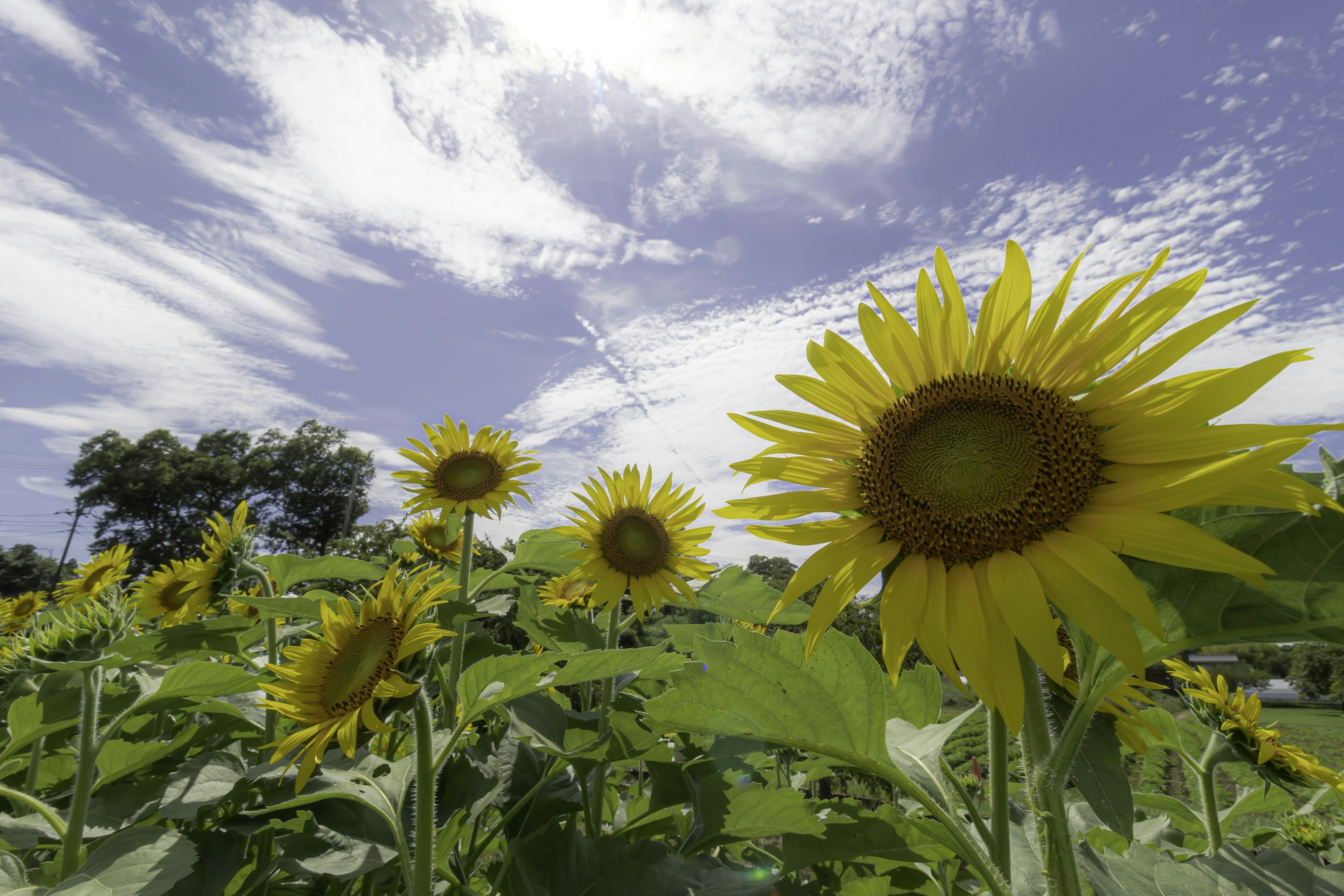 Campo de girasoles floreciendo bajo un cielo azul