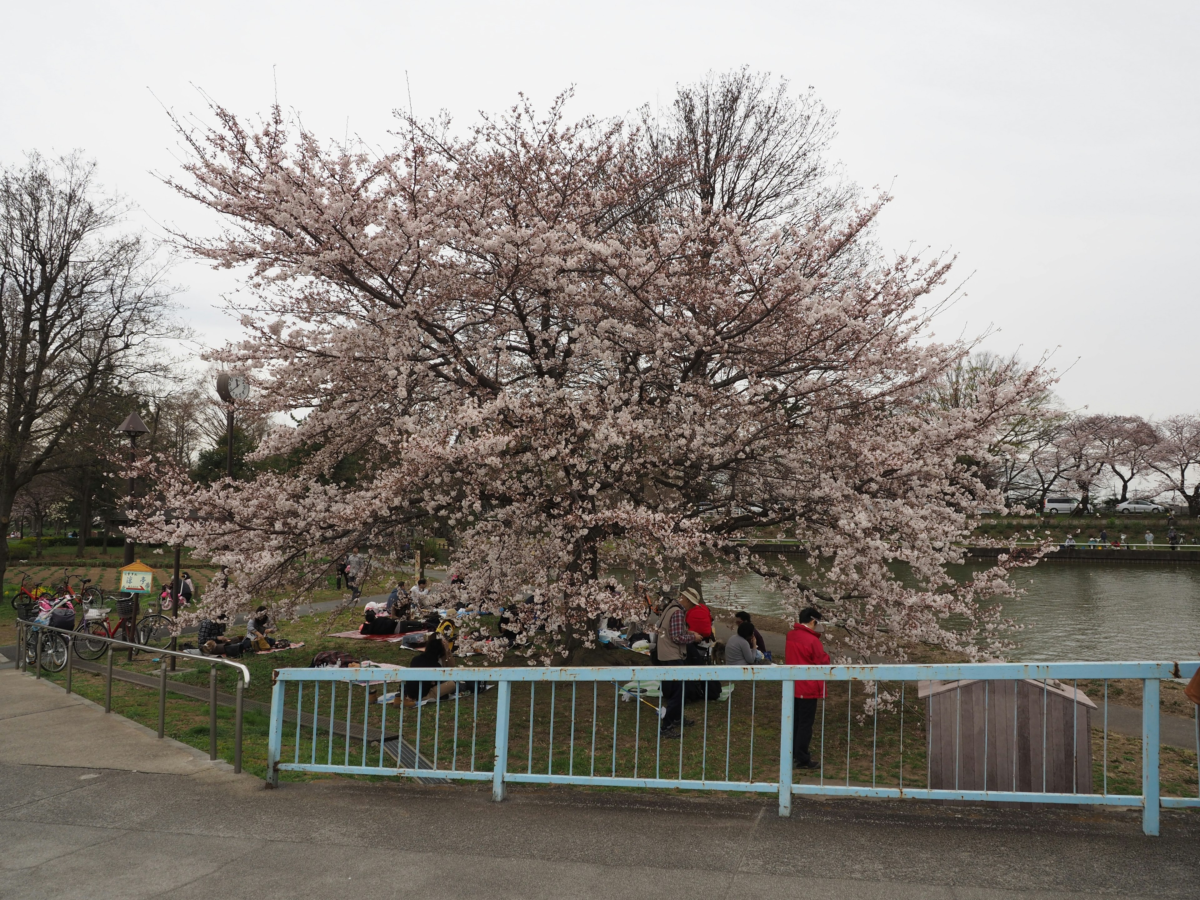 桜の木が満開の公園の風景 人々が池のそばでくつろいでいる