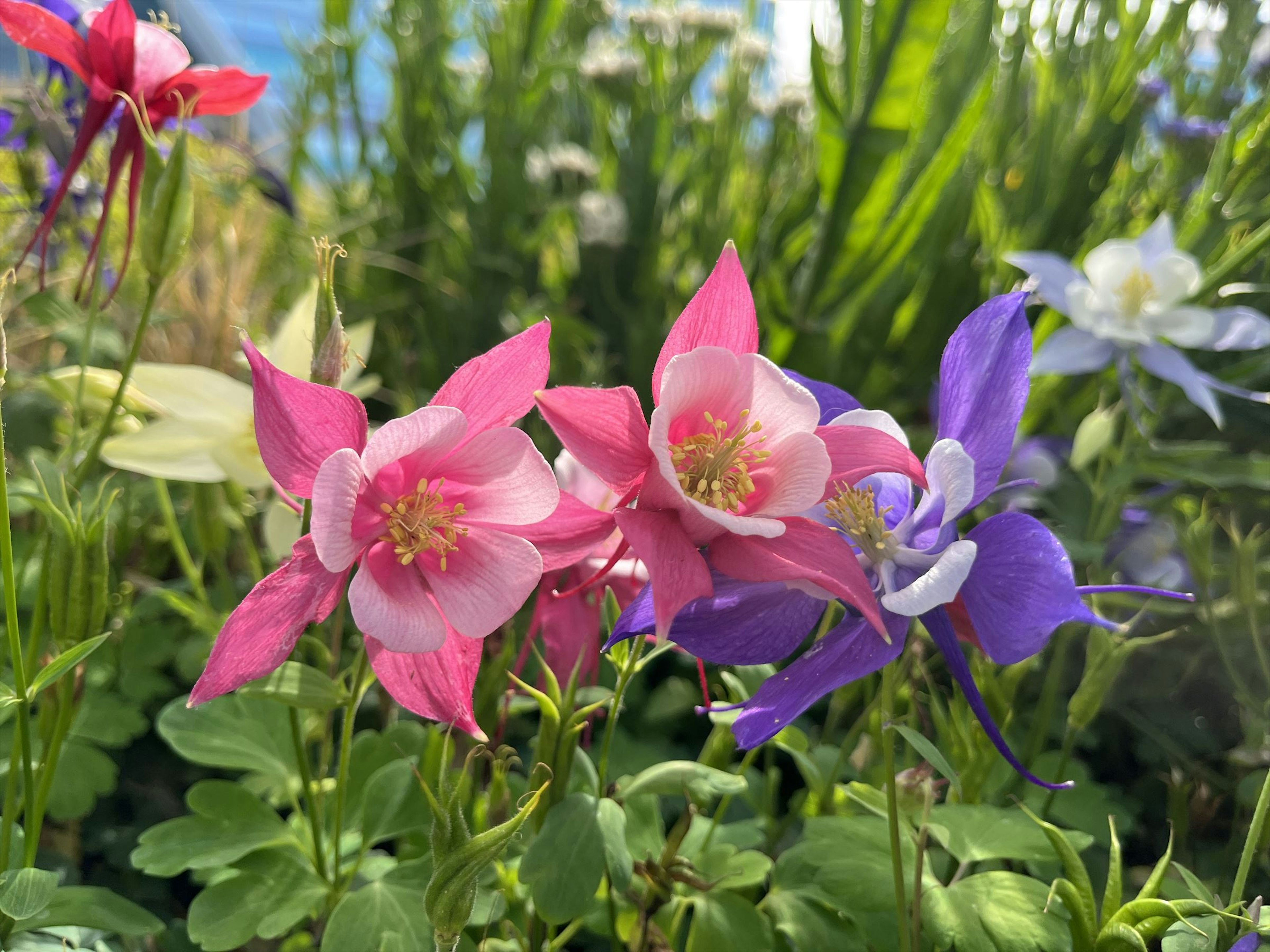 Sebuah pemandangan taman yang cerah dengan bunga pink dan ungu