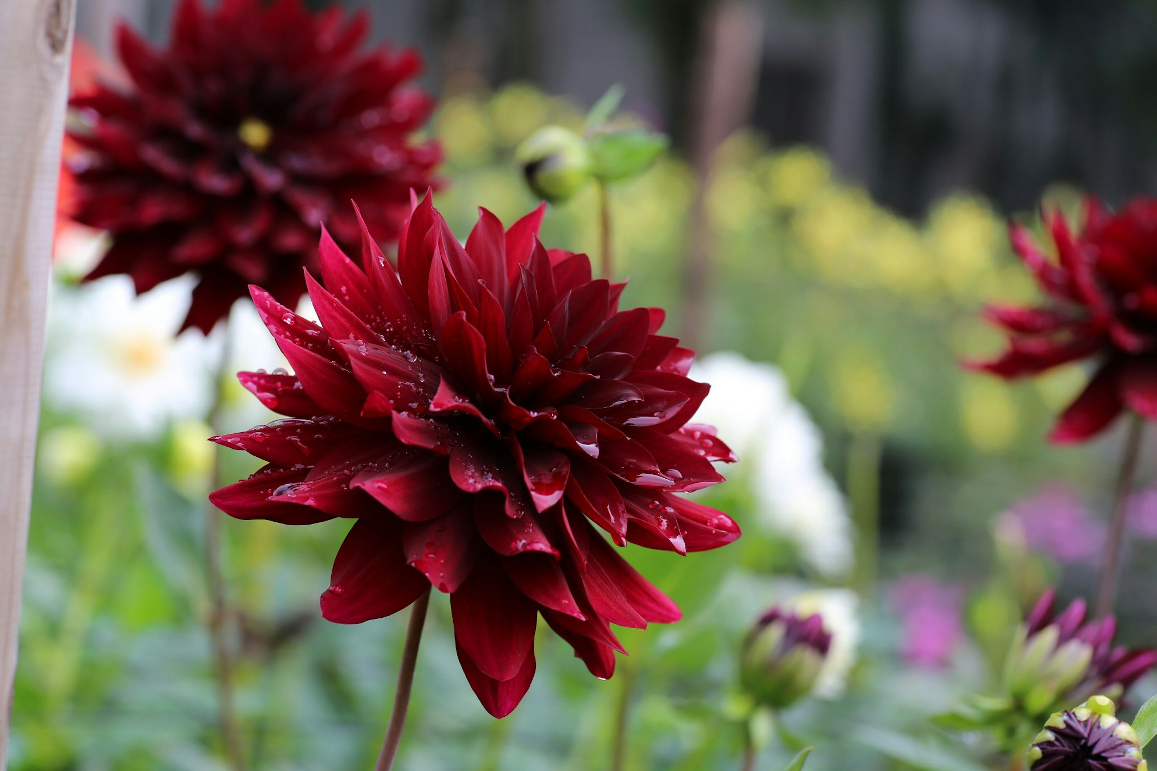 Bunga dahlia merah cerah dengan dedaunan hijau subur dan bunga berwarna-warni di latar belakang