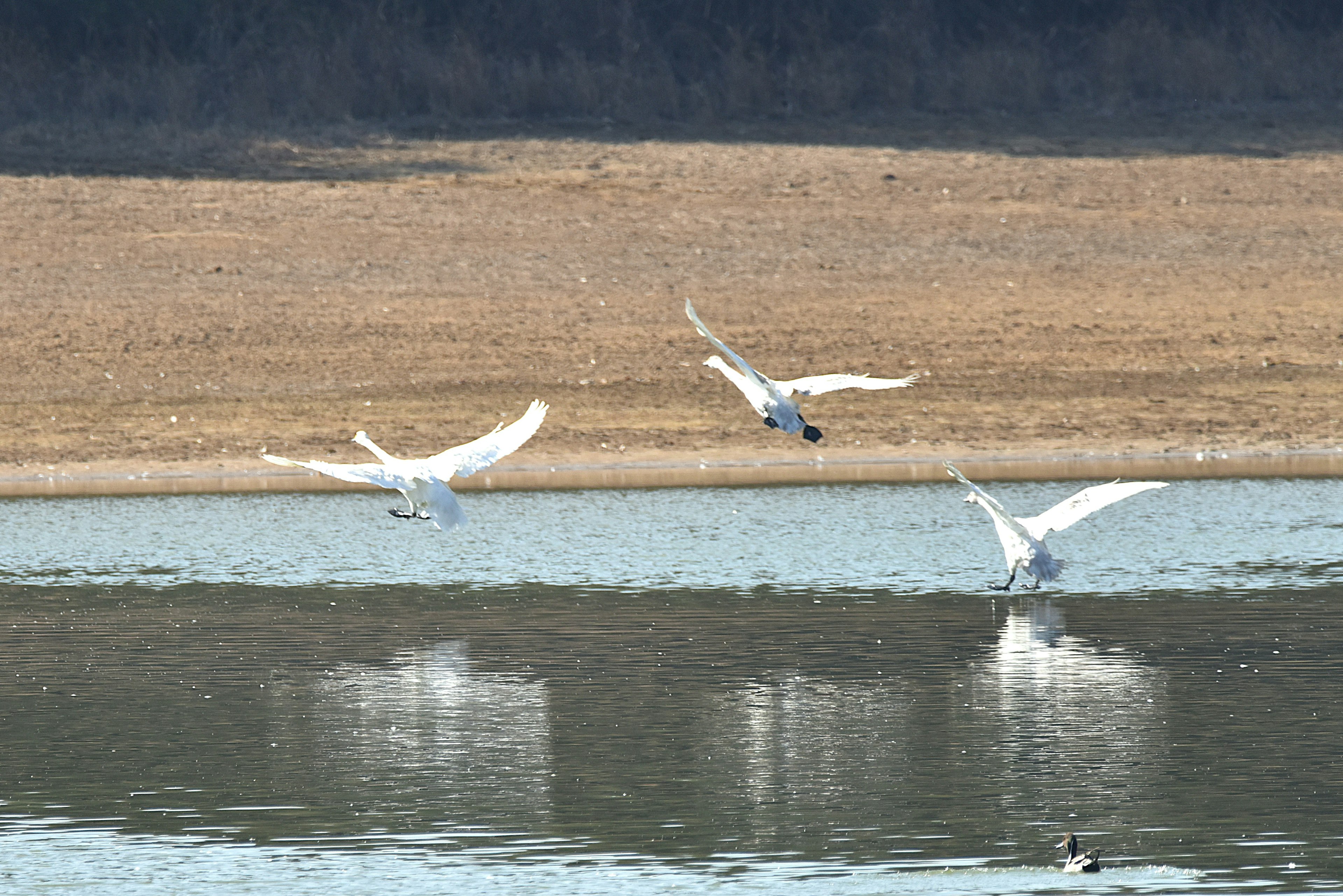 水面を飛ぶ白鳥たちの群れと反射