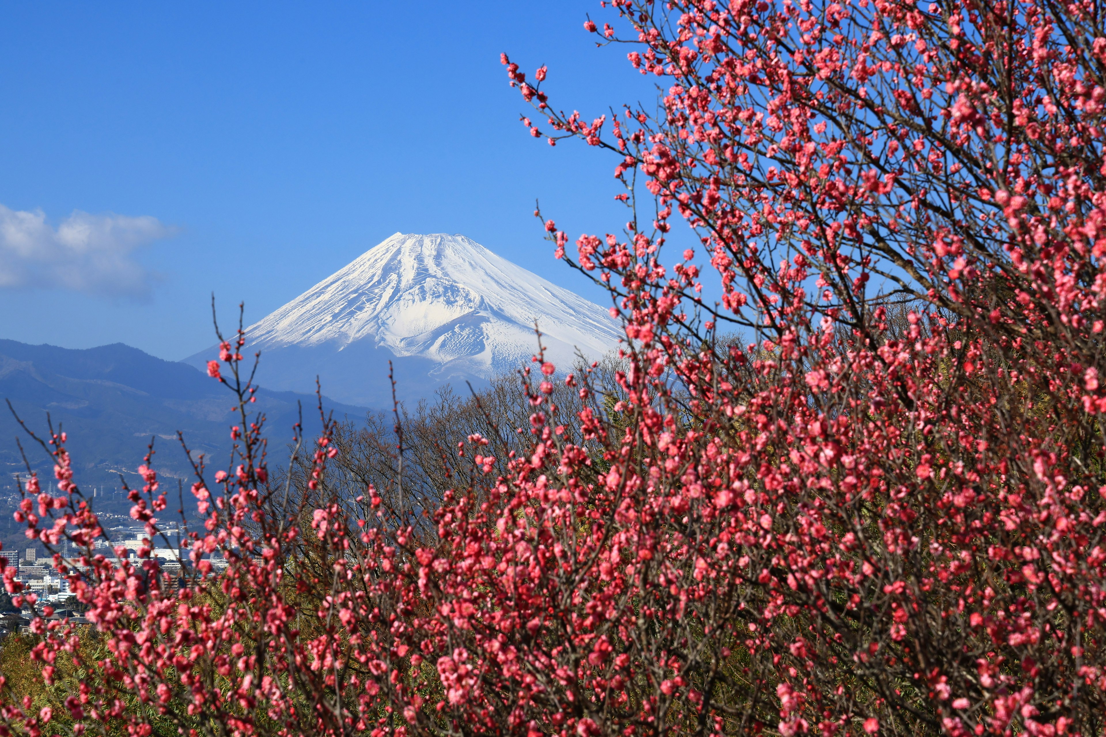 櫻花與富士山的美麗風景