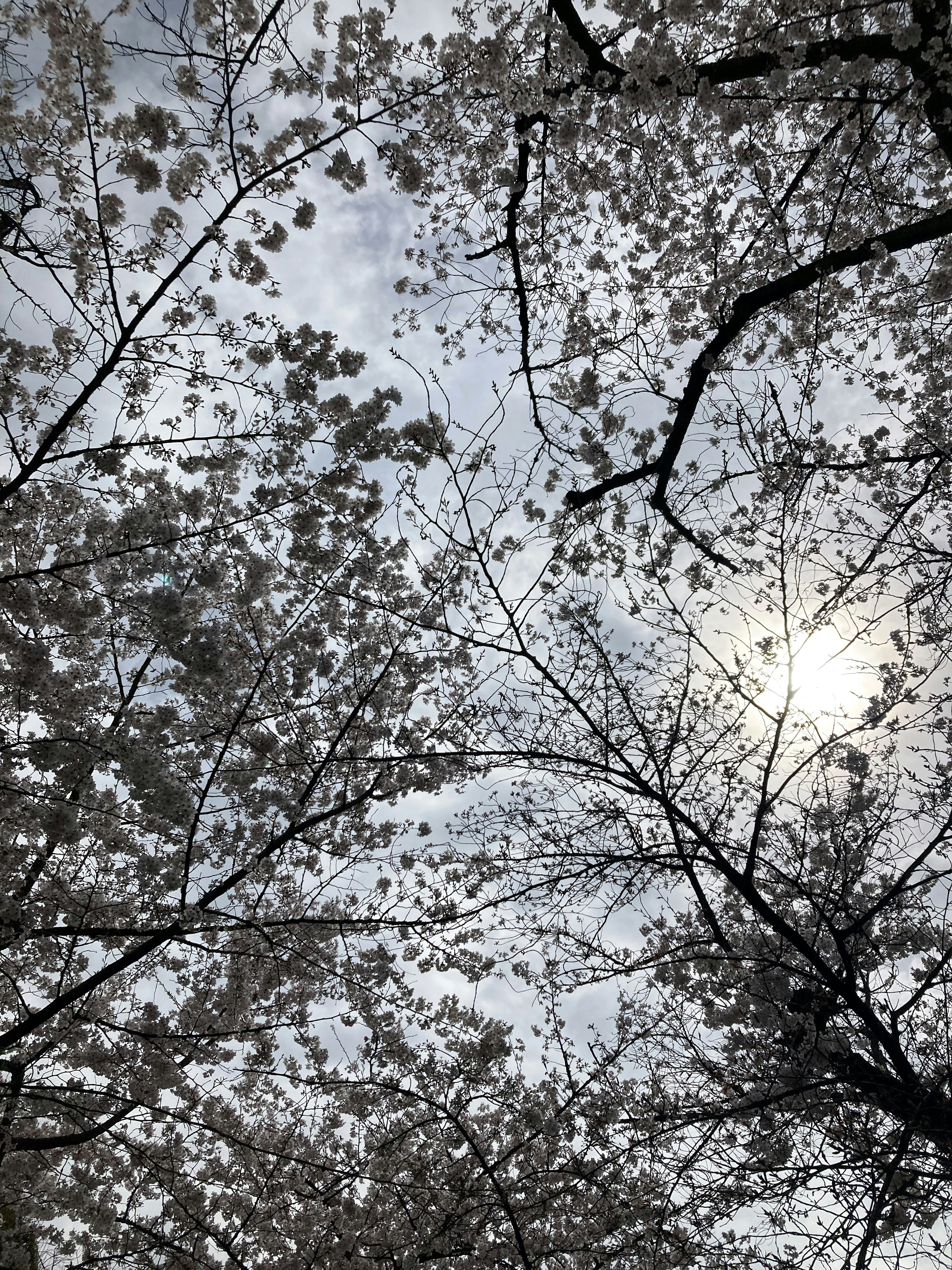 Blick auf blühende Kirschbäume gegen einen bewölkten Himmel