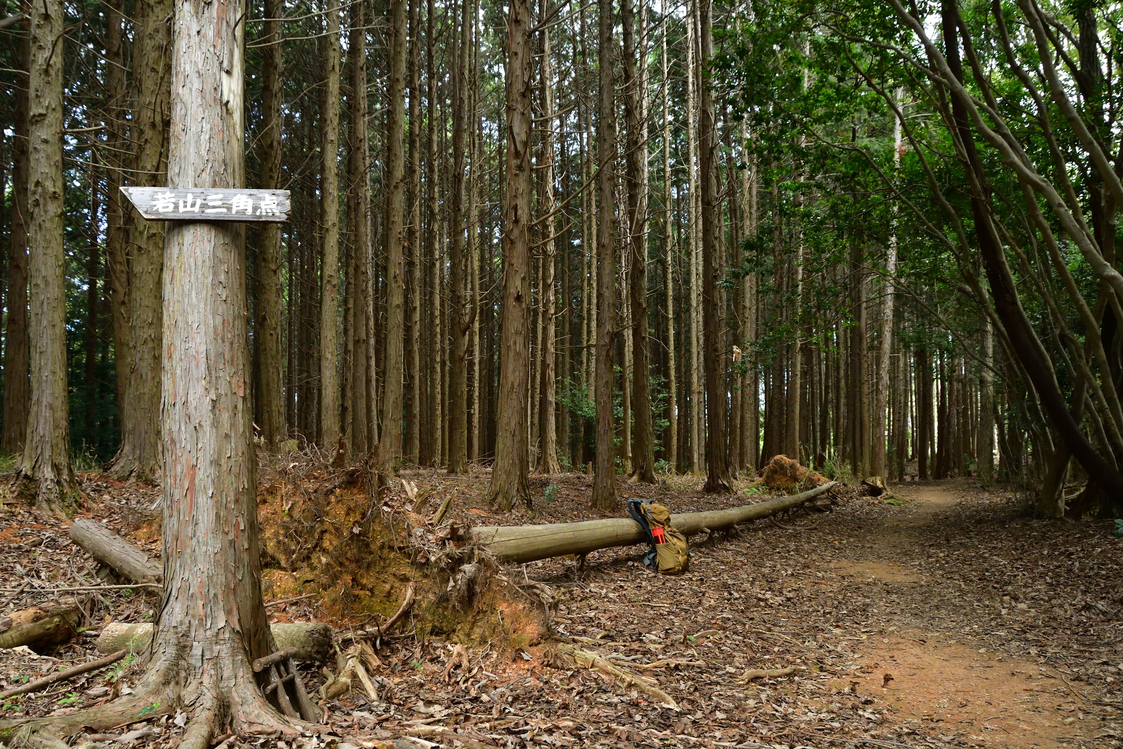 Sentiero forestale panoramico con un cartello di legno