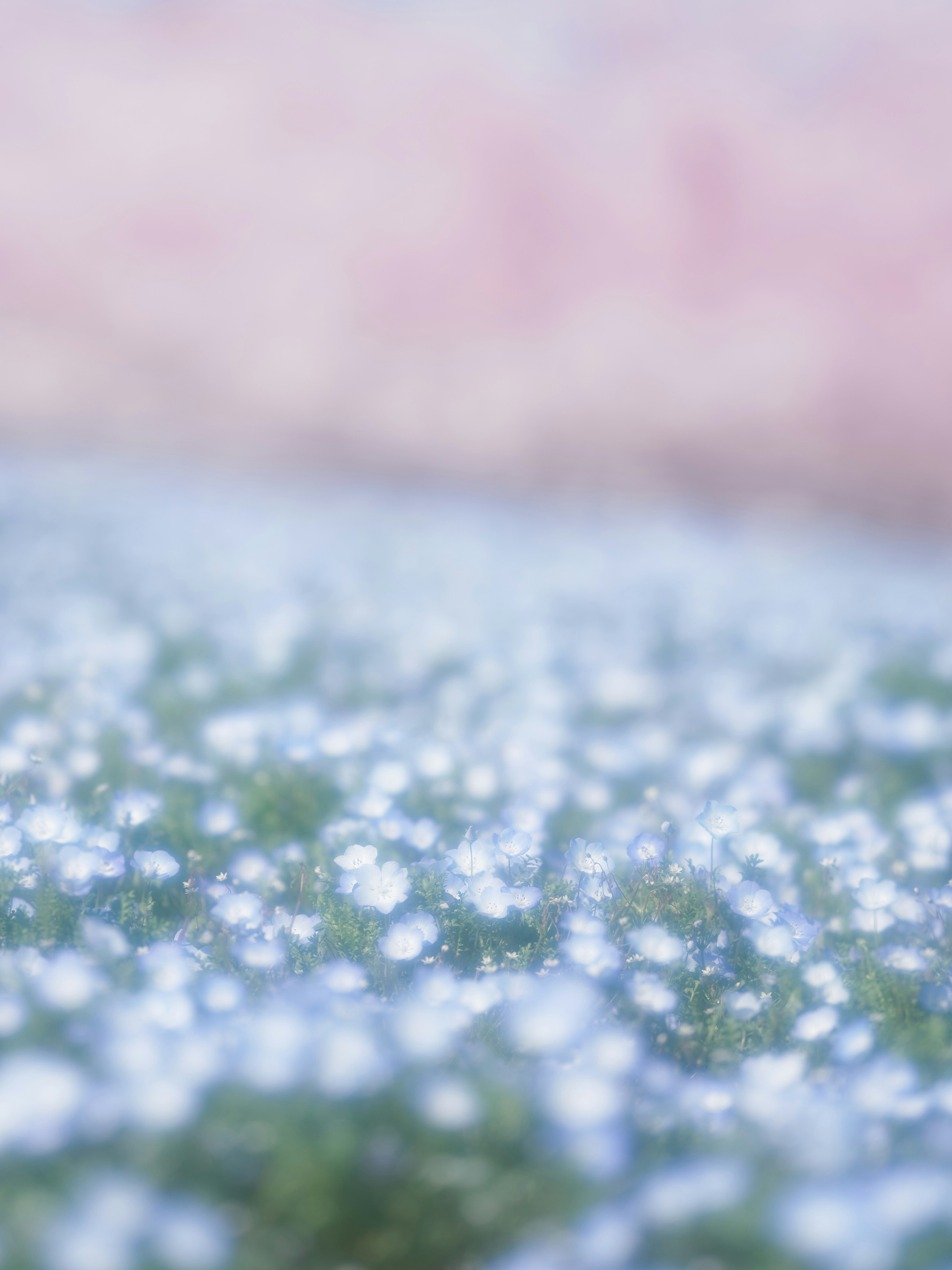 Un campo di piccoli fiori blu con uno sfondo dai colori tenui