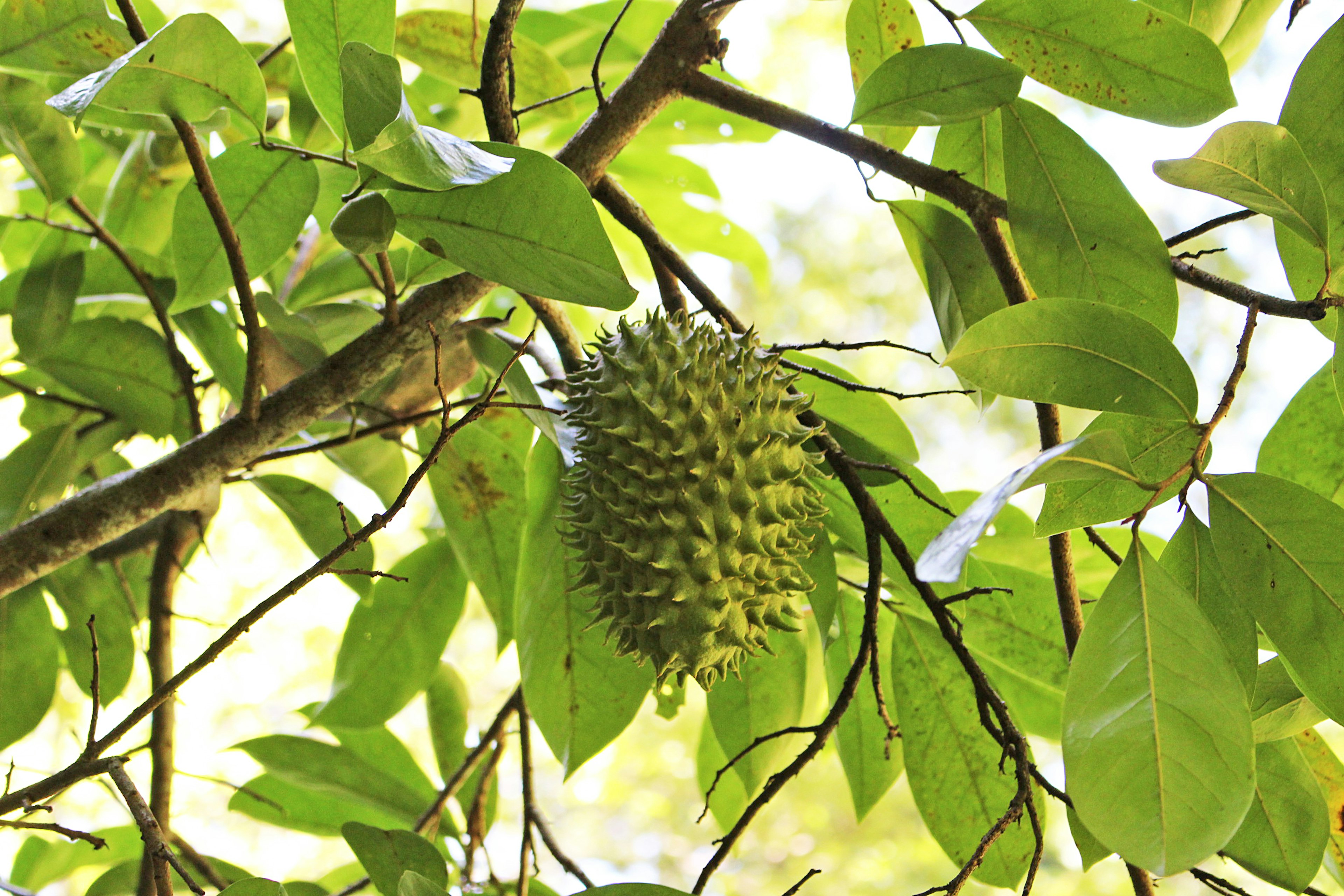 Durian fruit hanging on a branch surrounded by green leaves