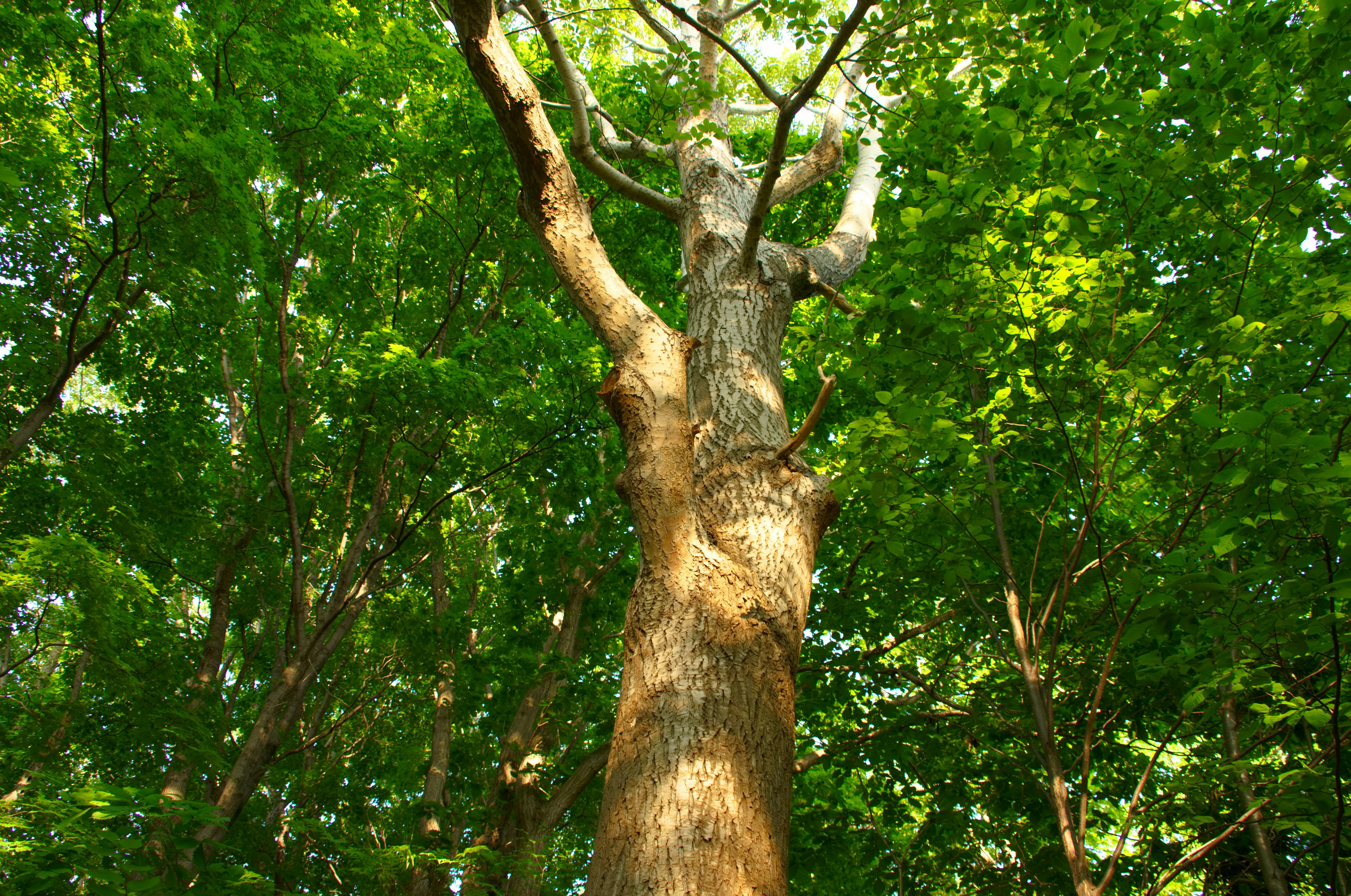 Tall tree trunk and lush green leaves in a vibrant forest