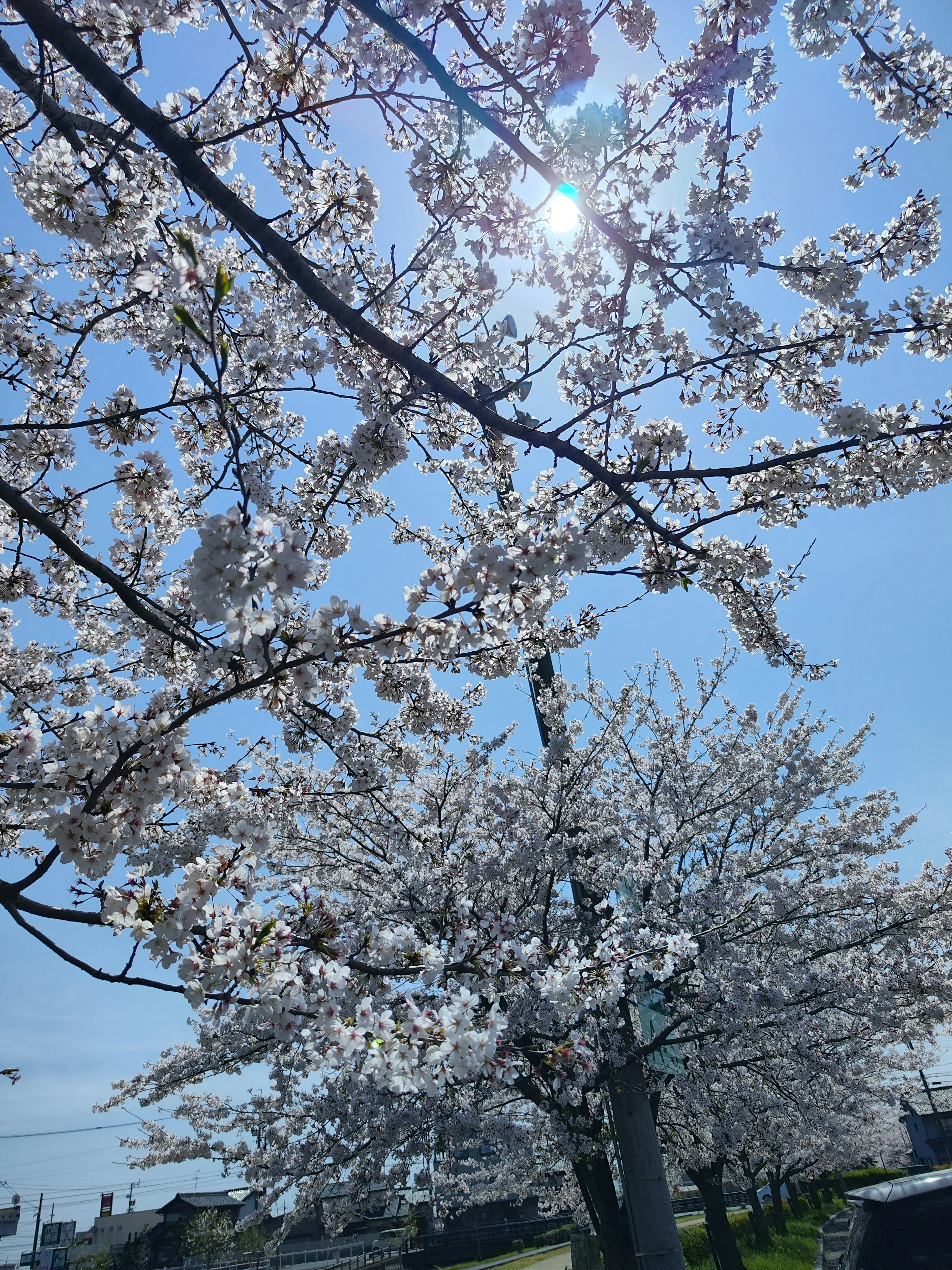 Bunga sakura mekar di bawah langit biru cerah dengan sinar matahari yang terang