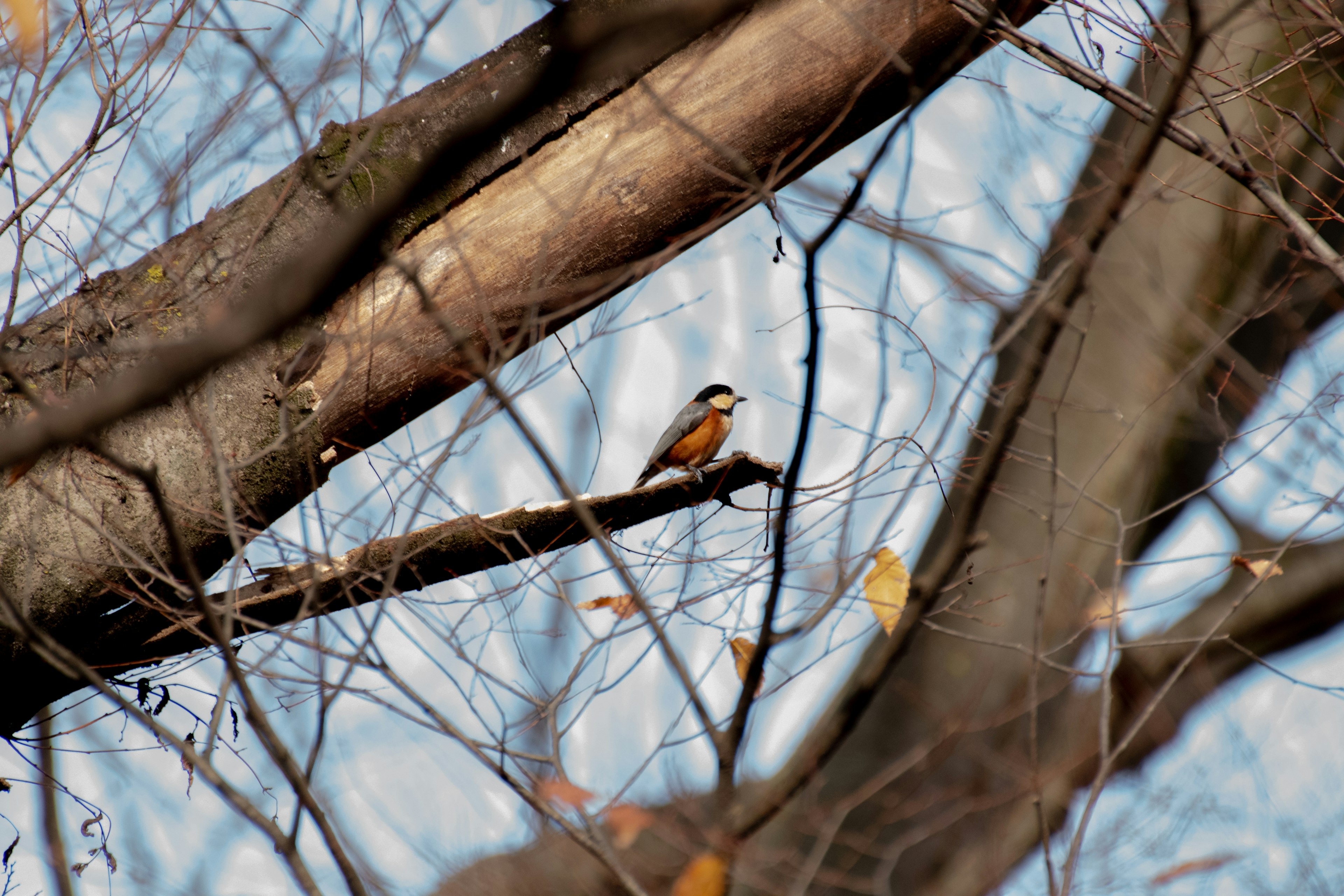 A small bird perched on a tree branch against a backdrop of blue sky and bare branches