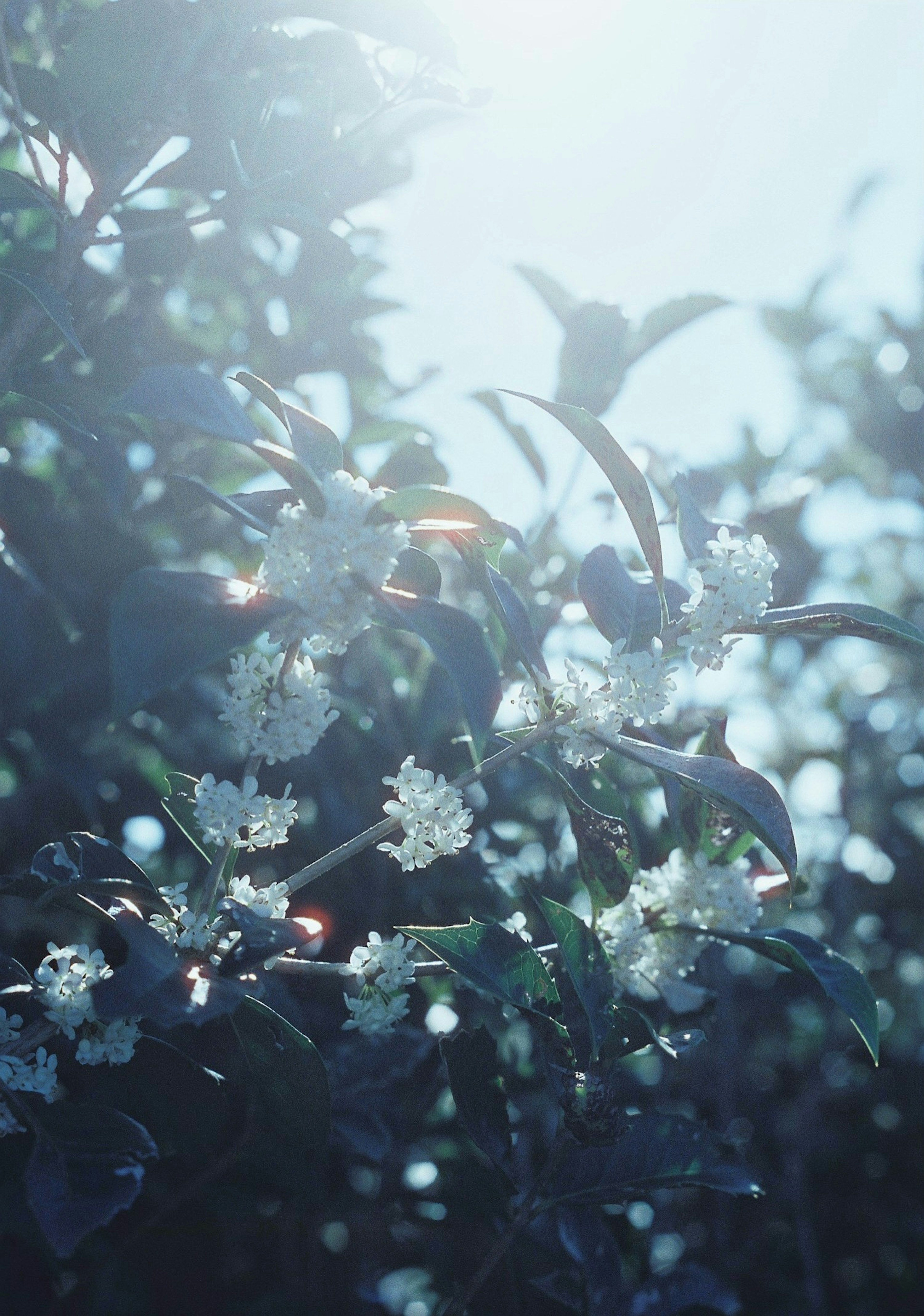 Fleurs blanches délicates et feuilles vertes illuminées par une lumière douce