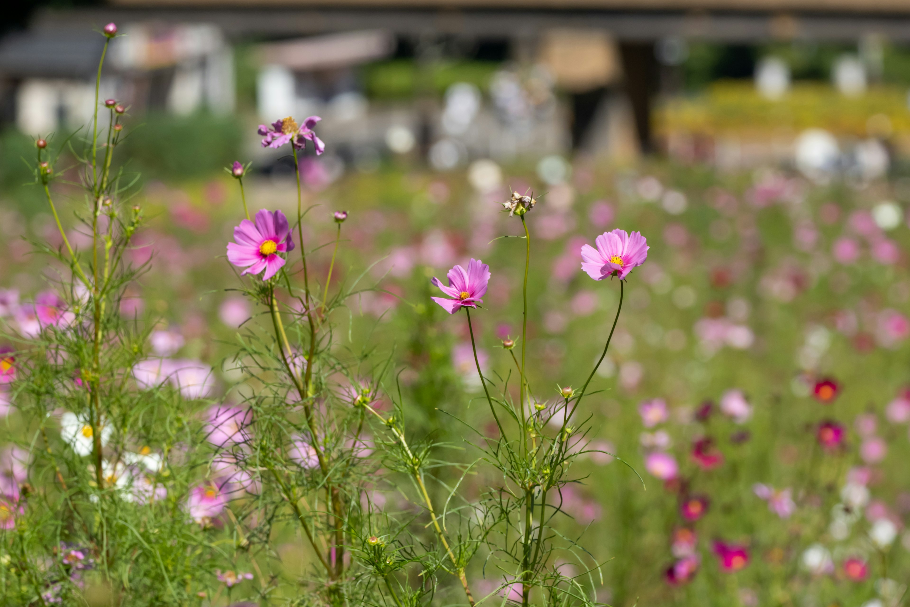 Un champ vibrant de fleurs cosmos roses en pleine floraison