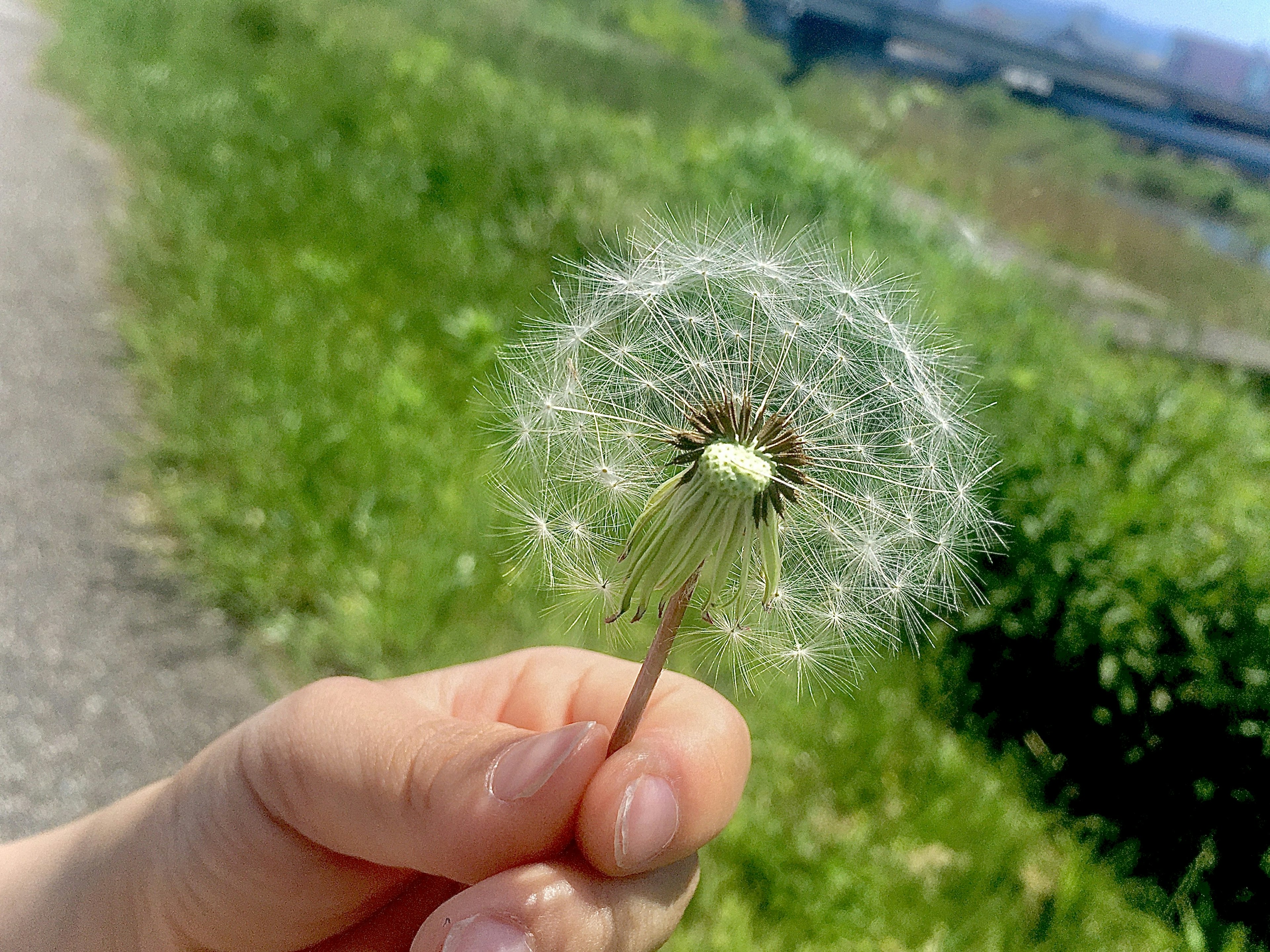 A hand holding a dandelion puff against a bright green background