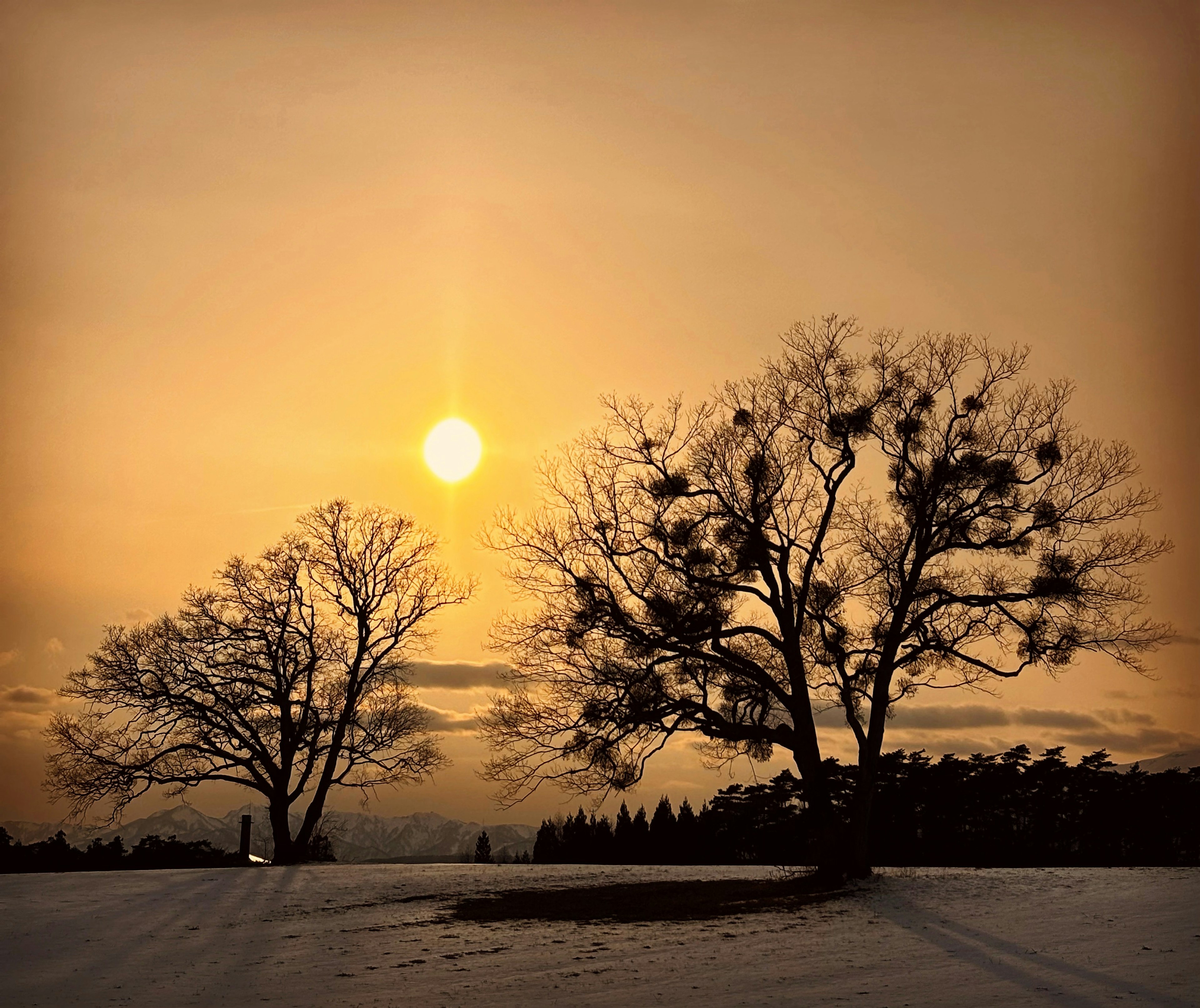 Árboles en silueta contra un atardecer invernal con cielo dorado