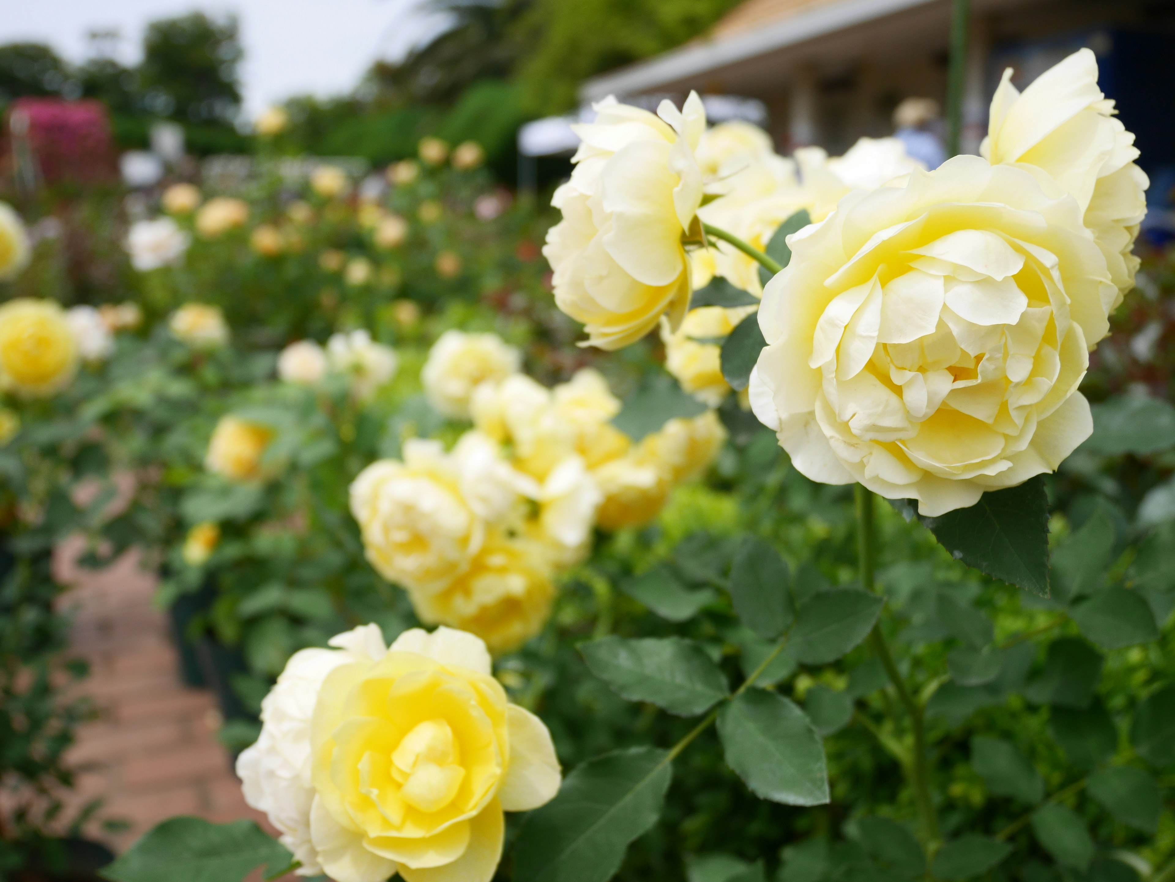 黄色いバラの花が咲いている庭の風景