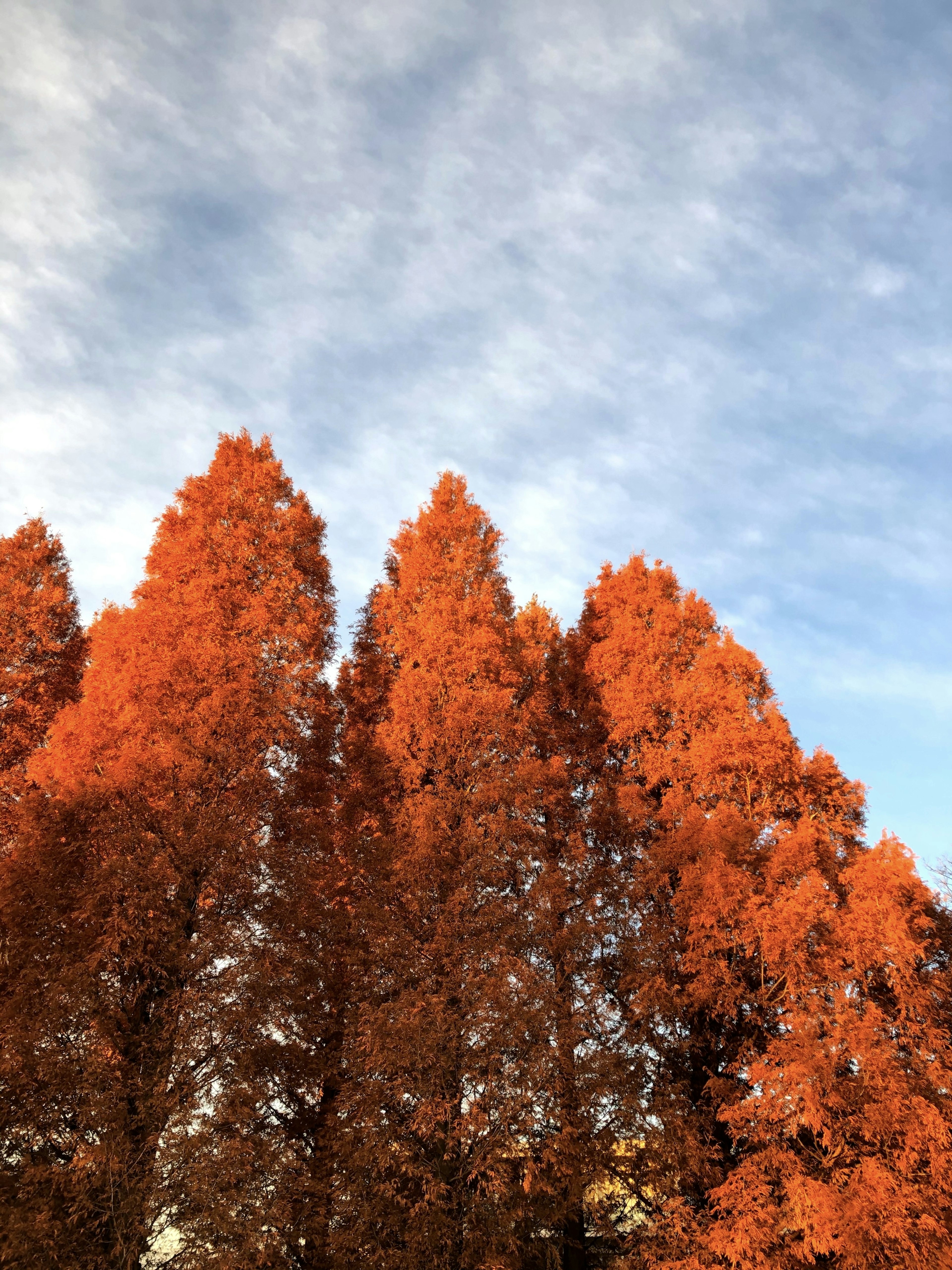 Tall trees with vibrant orange leaves against a blue sky