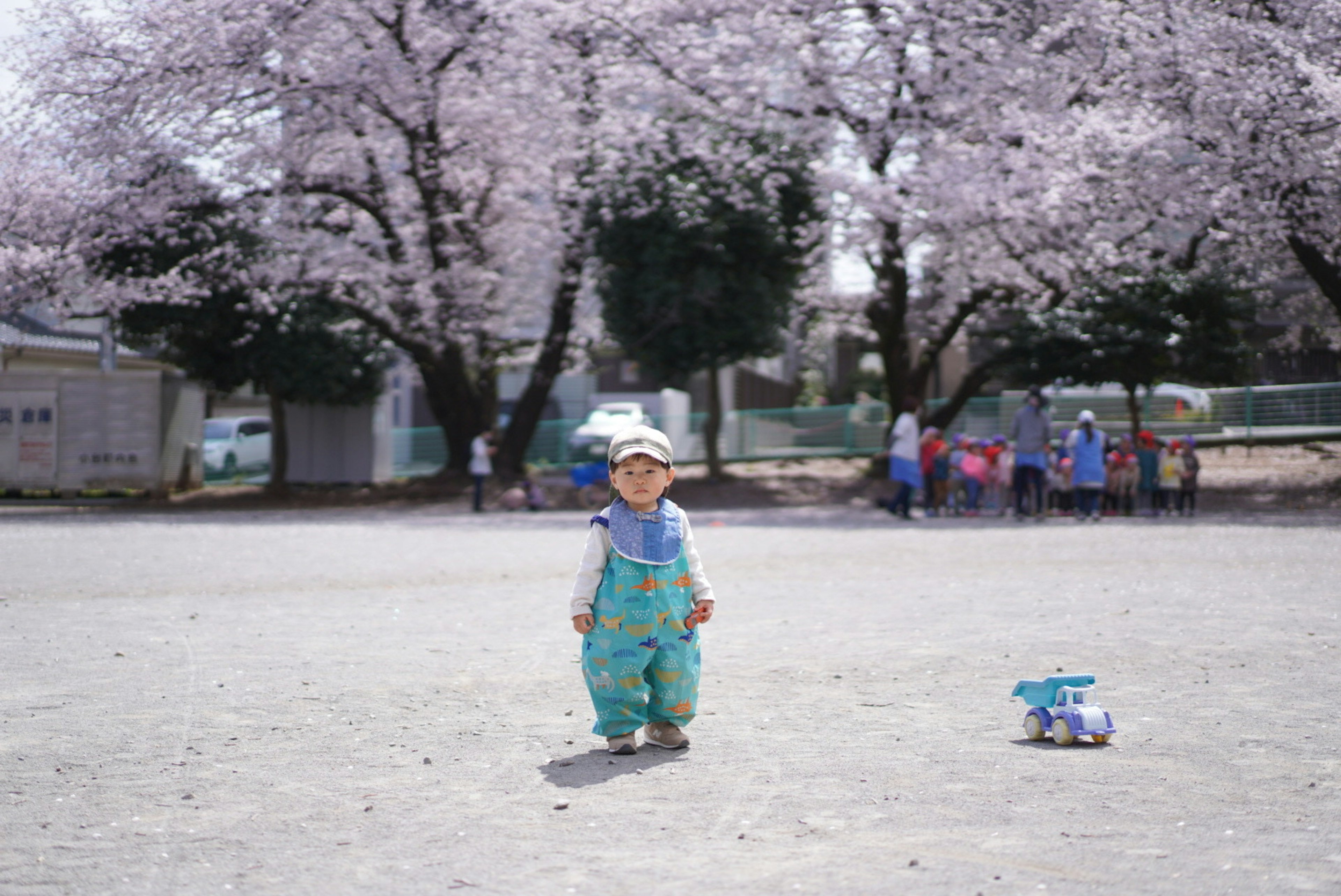 Anak bermain dengan mobil mainan di bawah pohon sakura