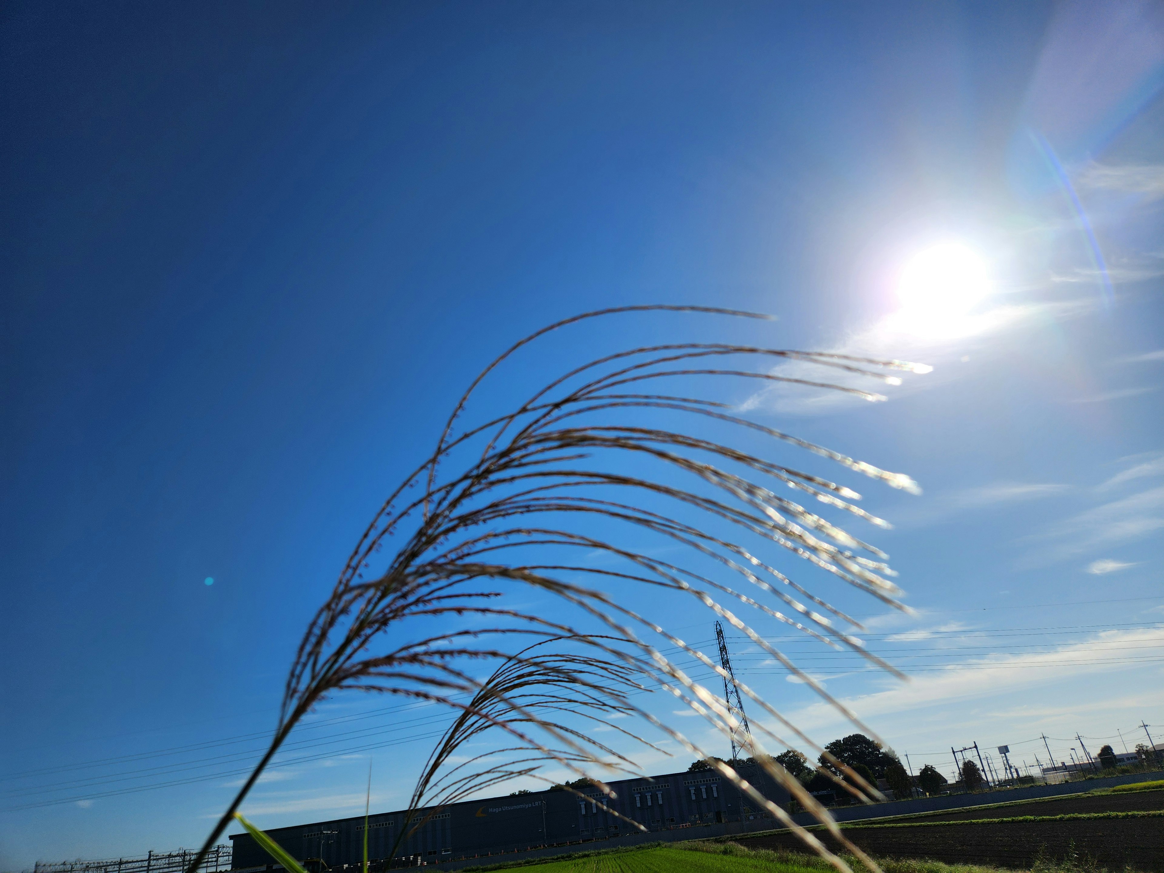 Photo d'herbe avec des épis contre un ciel bleu et le soleil