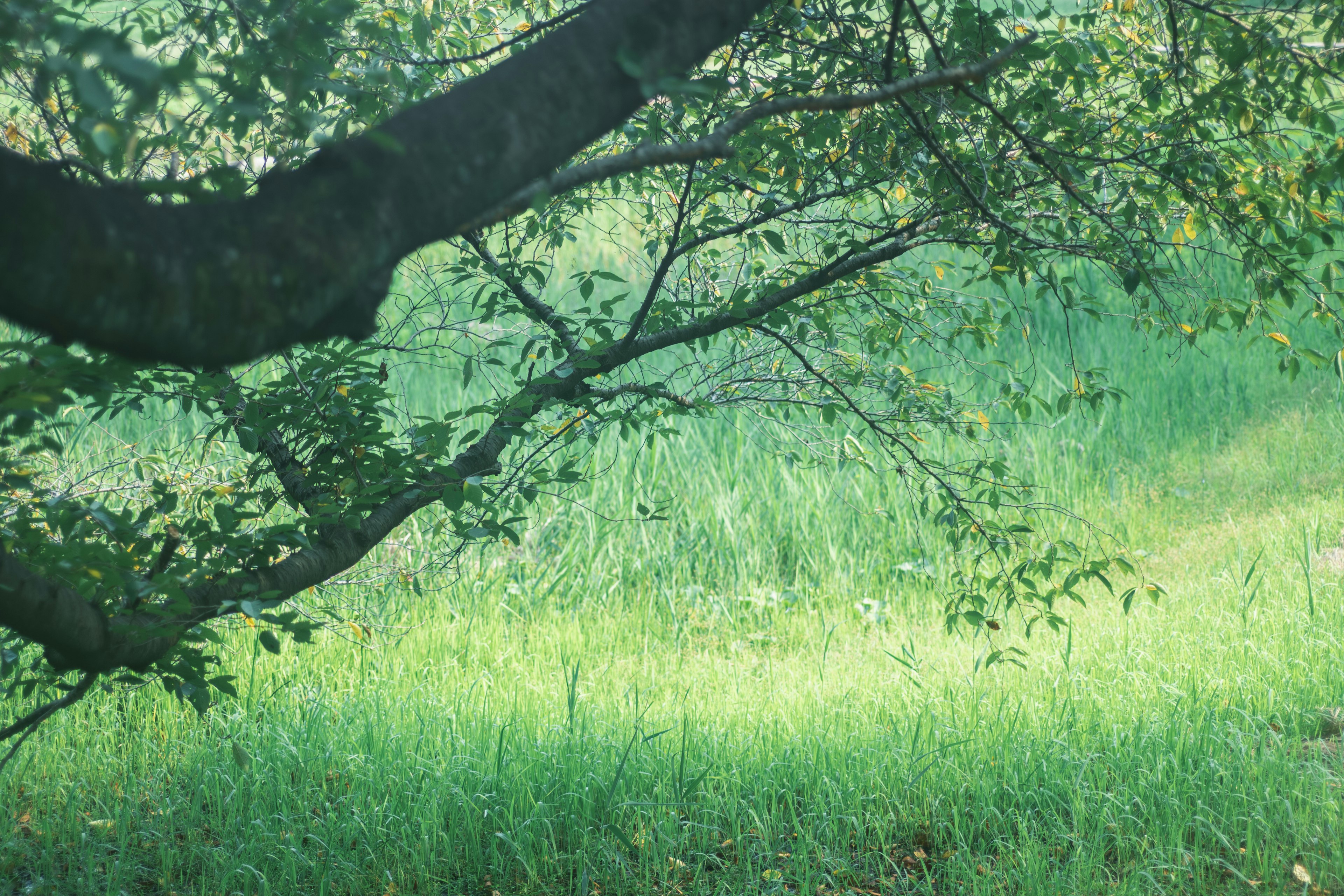 Lush green meadow with tree branches in the foreground