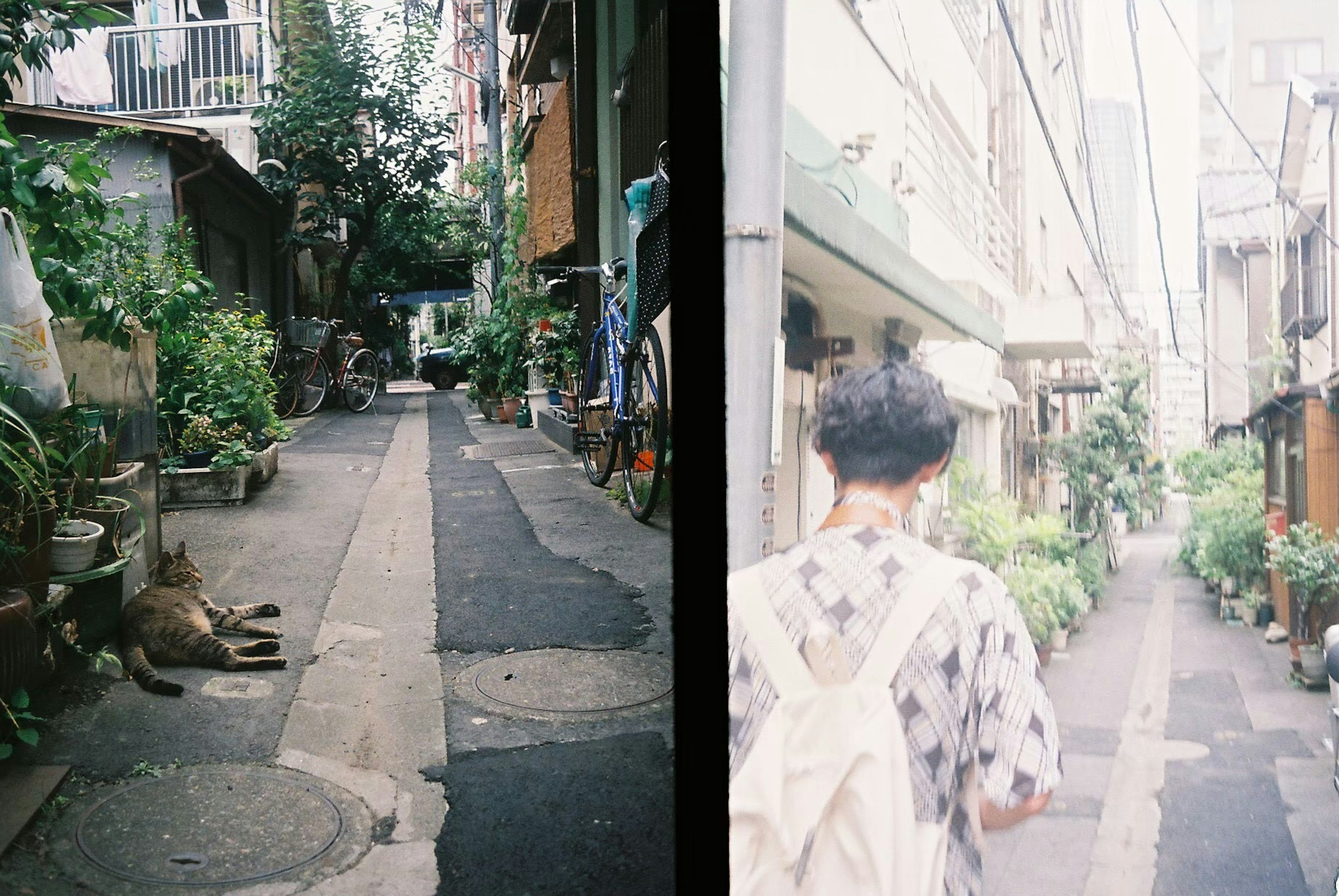 Narrow alley with a dog sitting and surrounded by plants