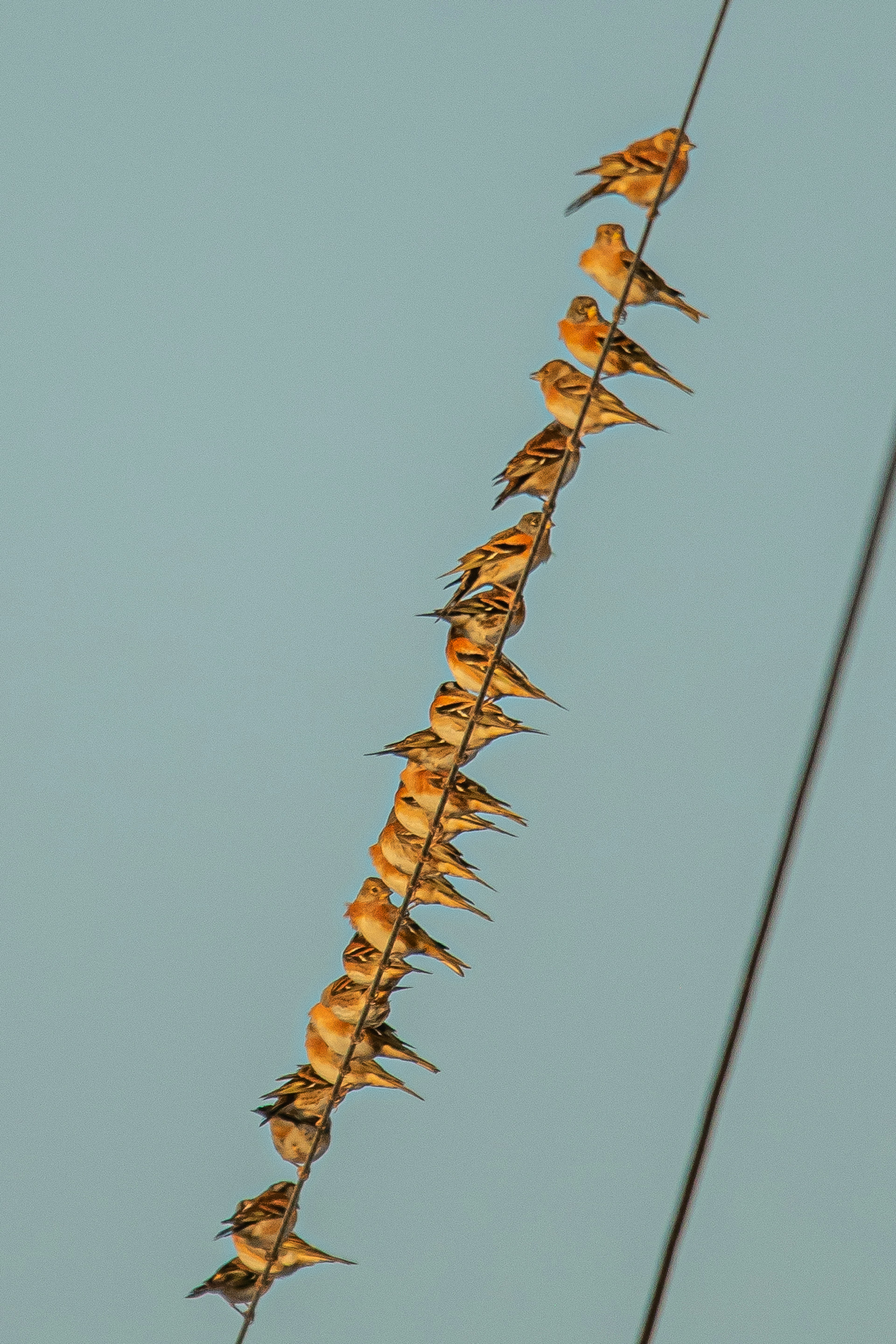 A flock of small birds perched on a power line against a blue sky