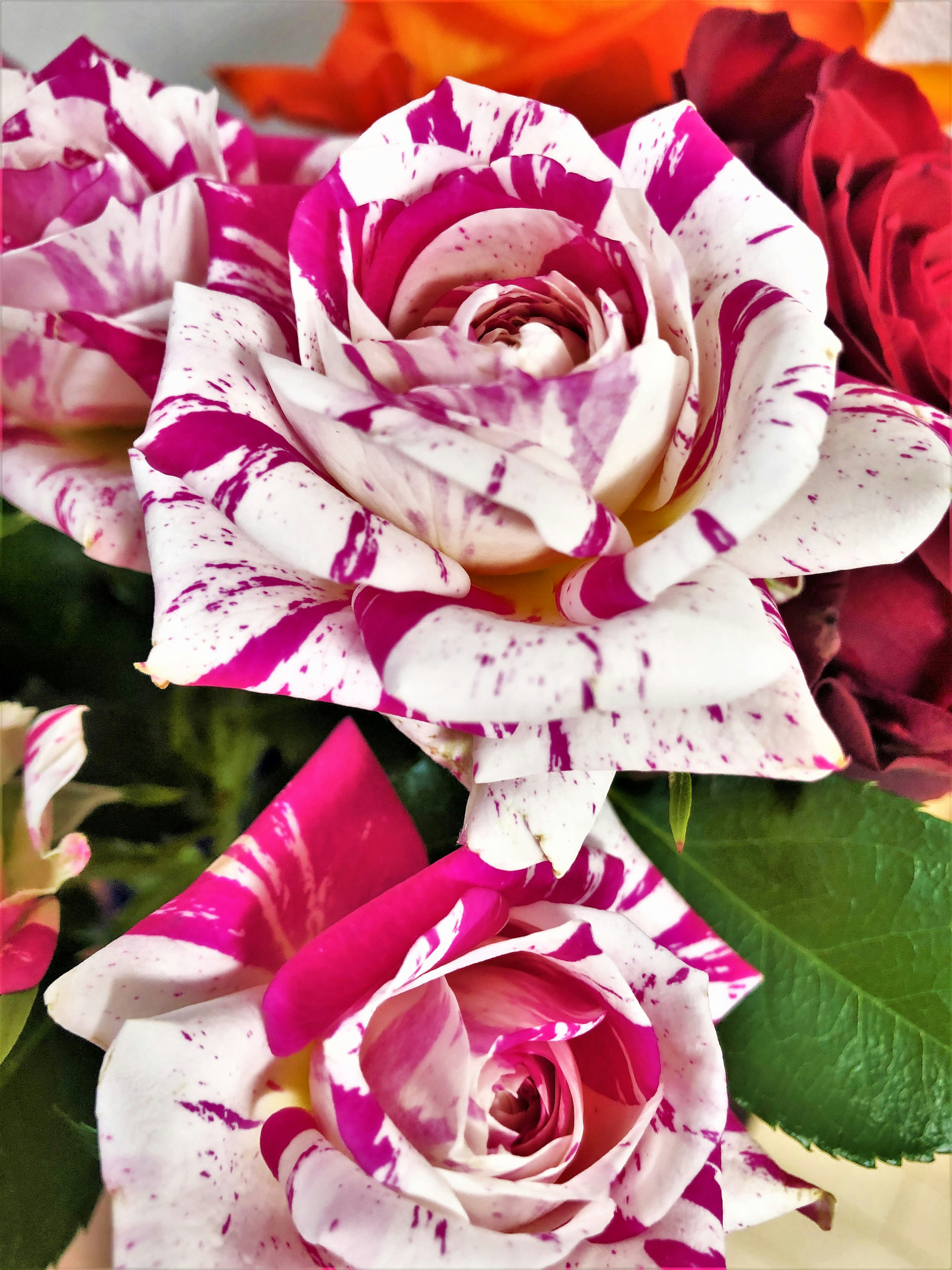 A bouquet of roses with white and pink splattered petals