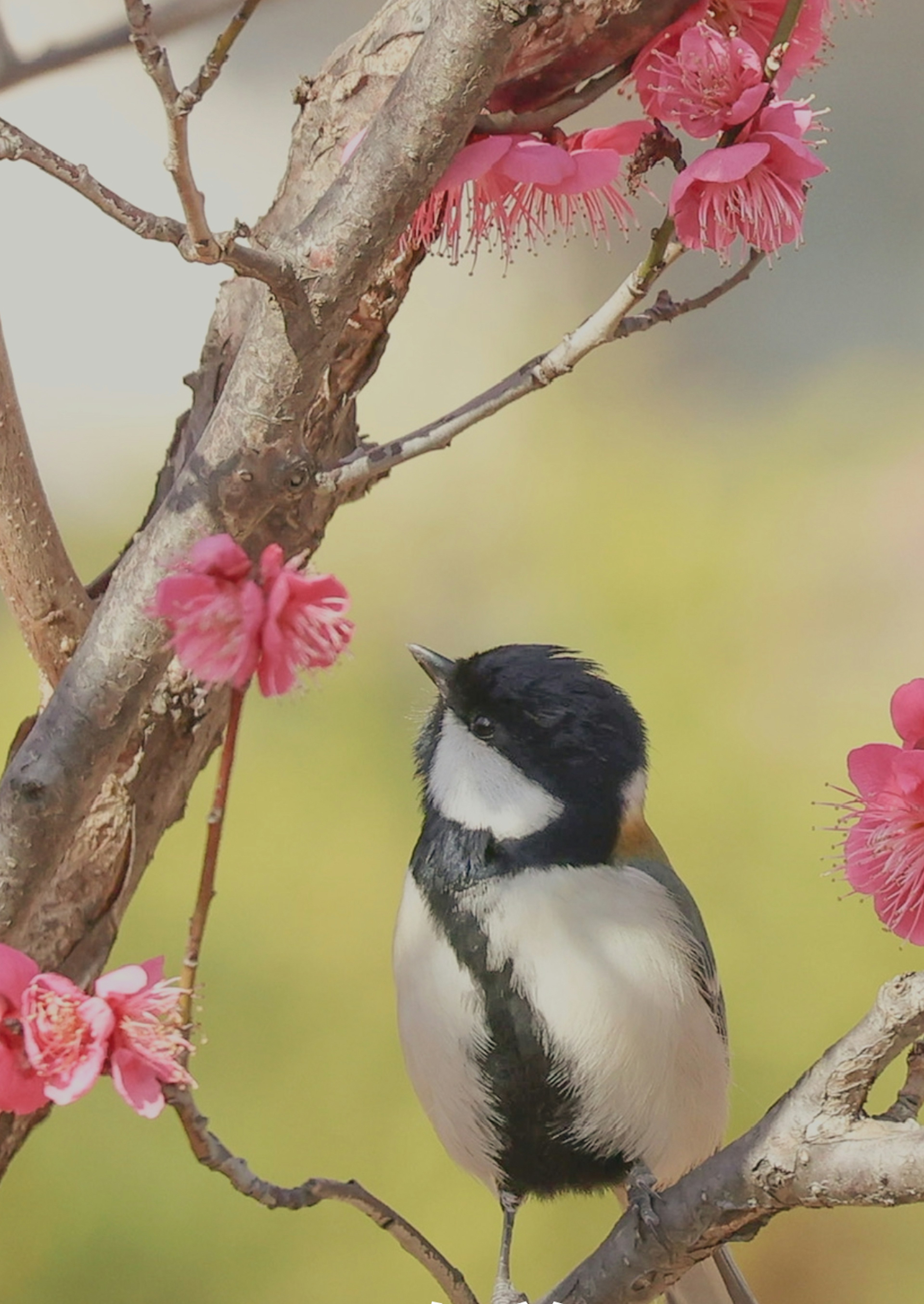 桜の花の中にいる鳥のクローズアップ