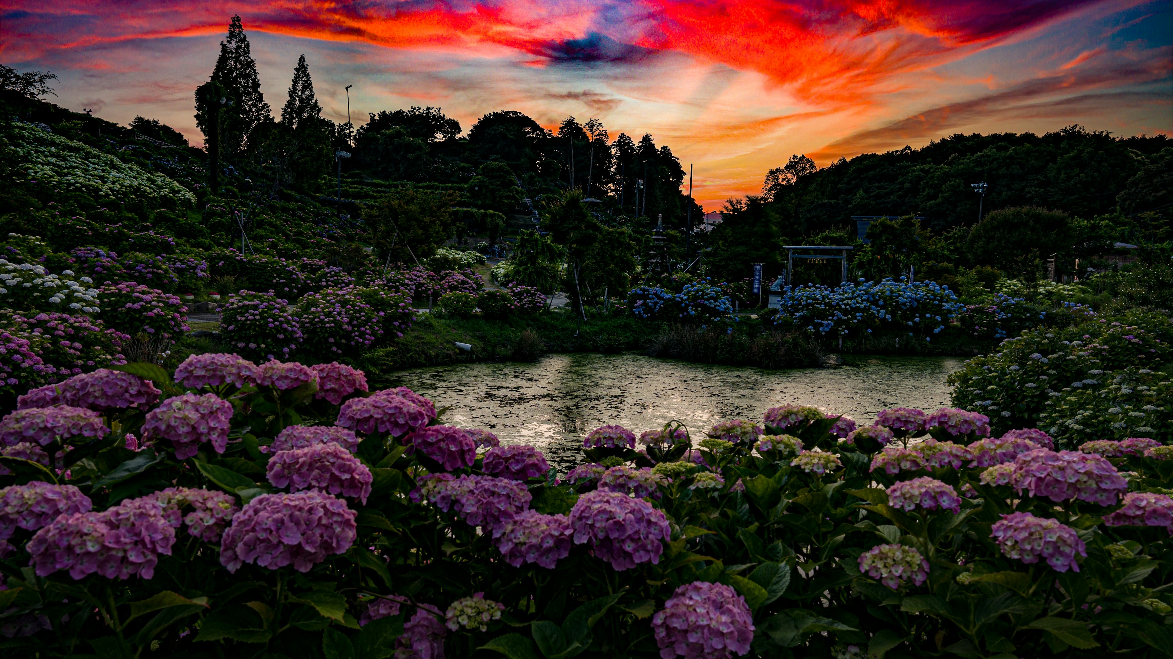 美しい紫陽花が咲く庭園の池と夕焼けの空