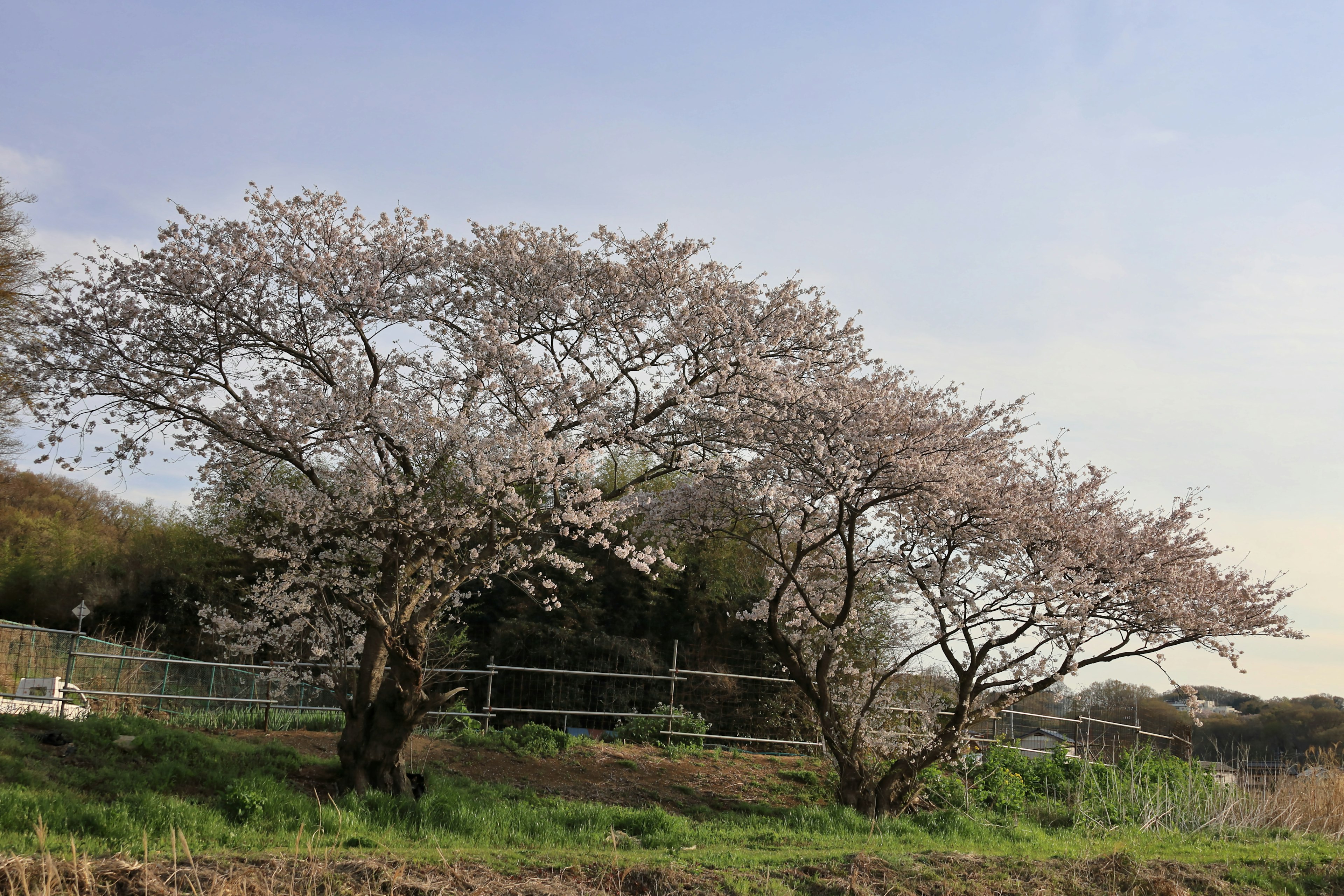 Pohon sakura yang sedang berbunga