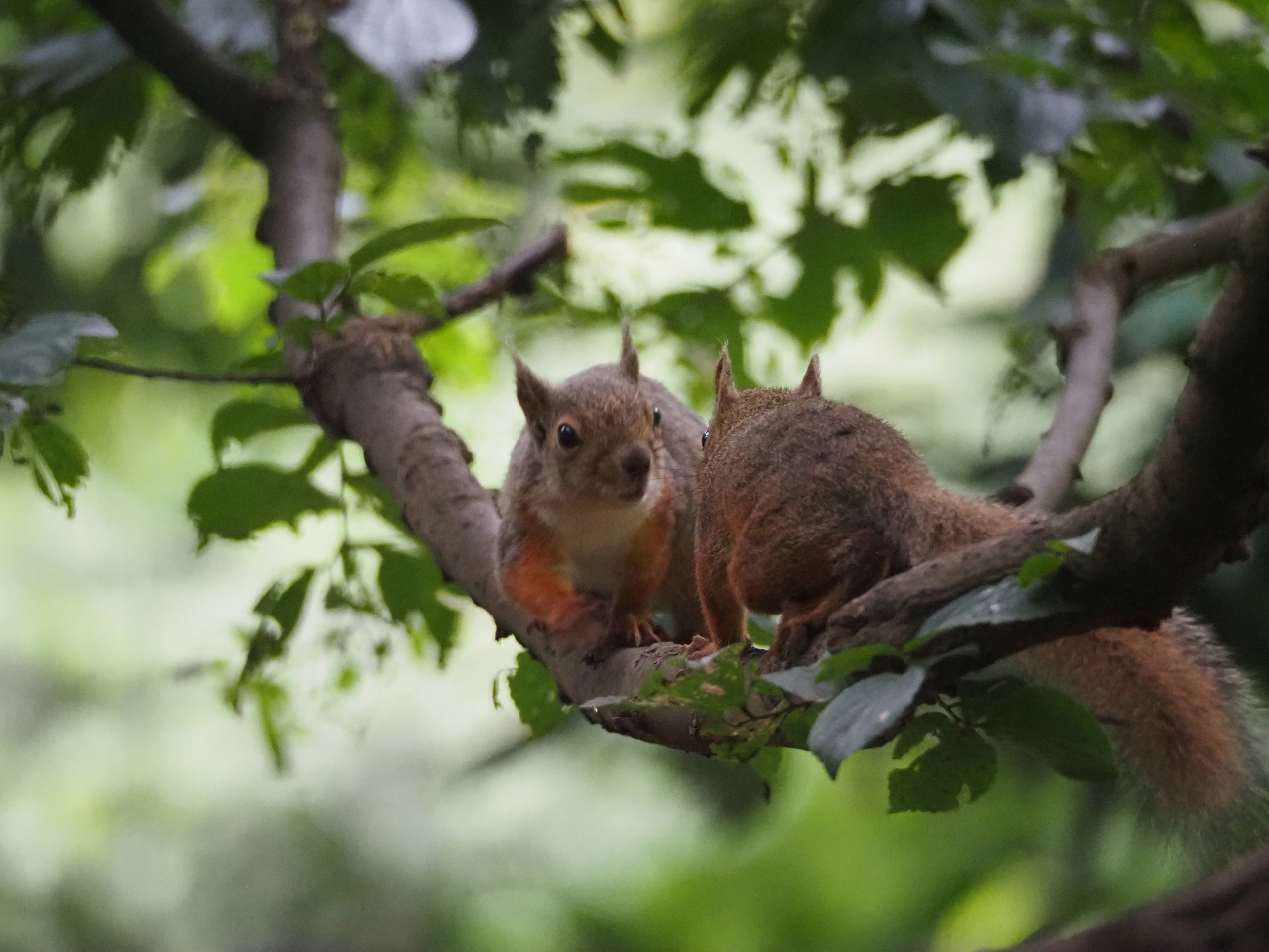 A pair of squirrels sitting on a tree branch surrounded by green leaves